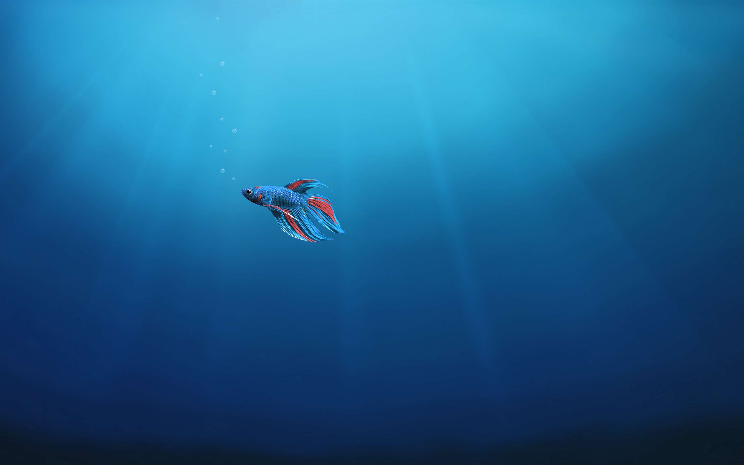 2880x1800 Wallpaper 4k Underwater Alone Fish 4K Wallpaper, Desktop