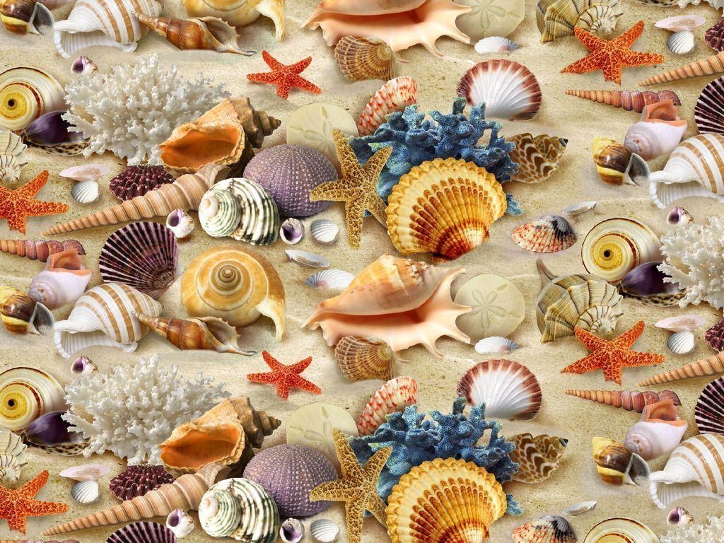 1030x770 Sea Shells HD Wallpaper, Desktop