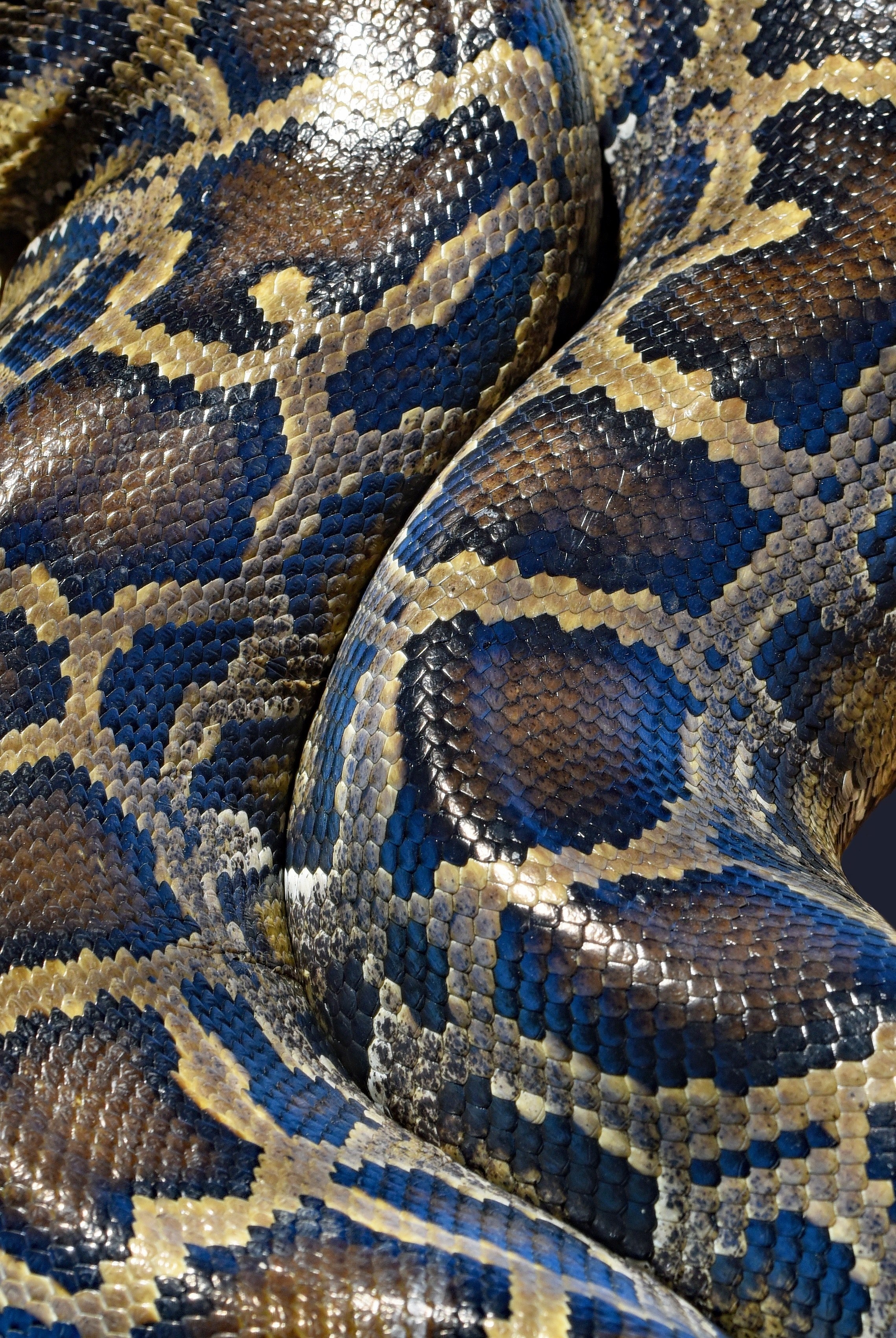 2280x3410 Wallpaper / burmese python snake 4k wallpaper, Phone