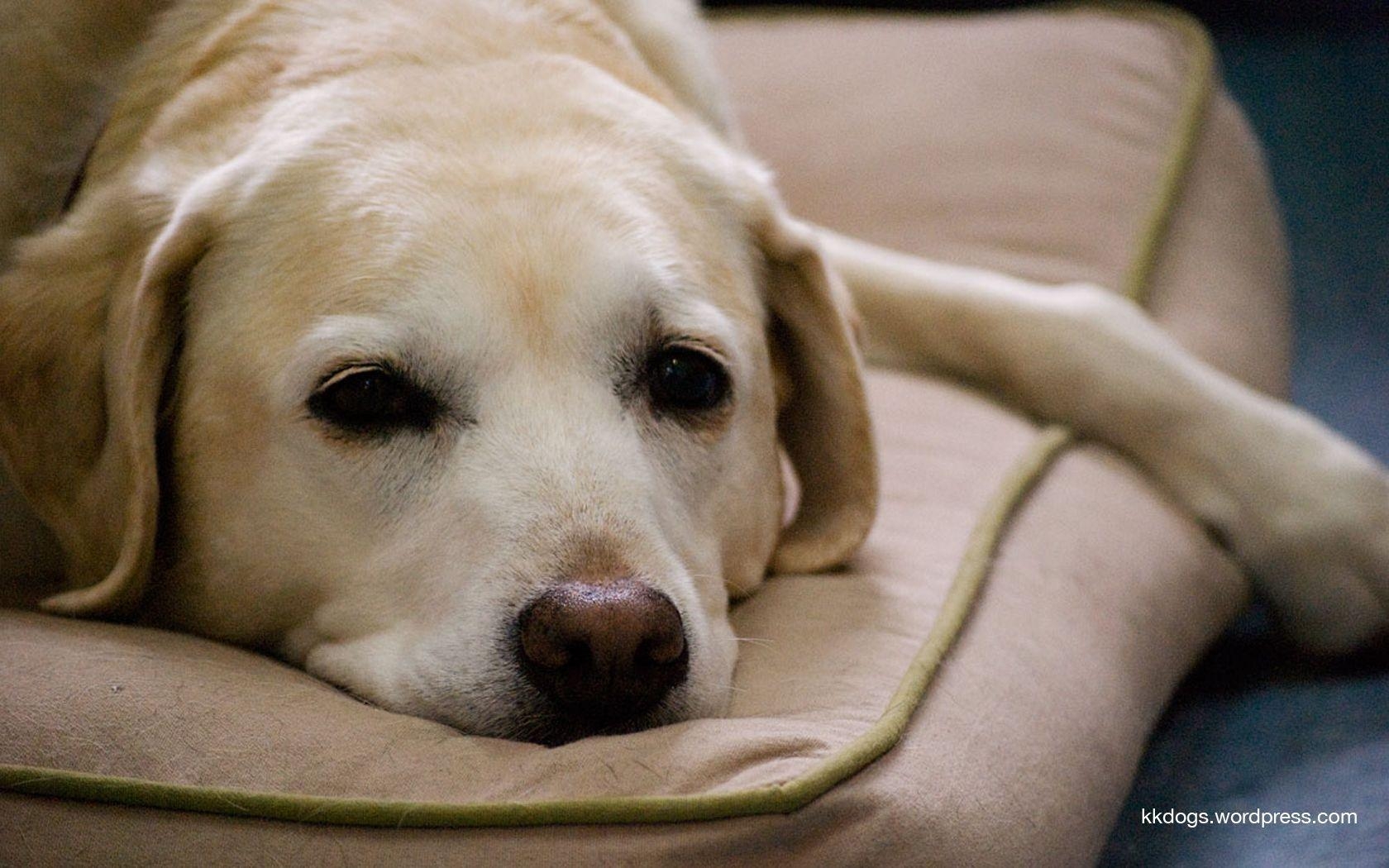 1680x1050 Yellow Labrador Retriever Wallpaper, Desktop