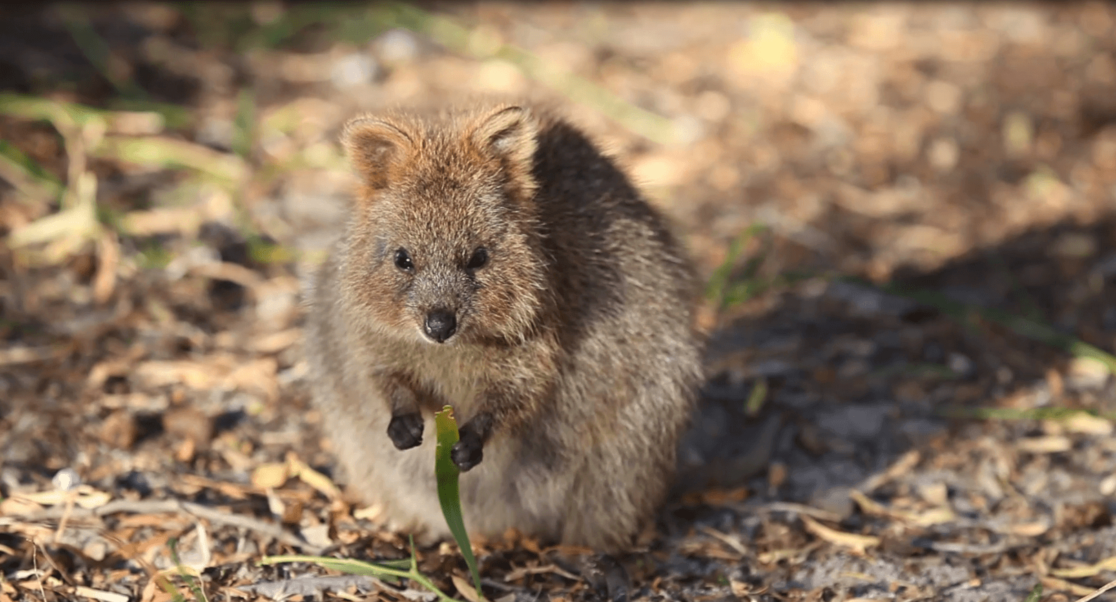 1620x880 Quokkas of Rottnest Island, Desktop