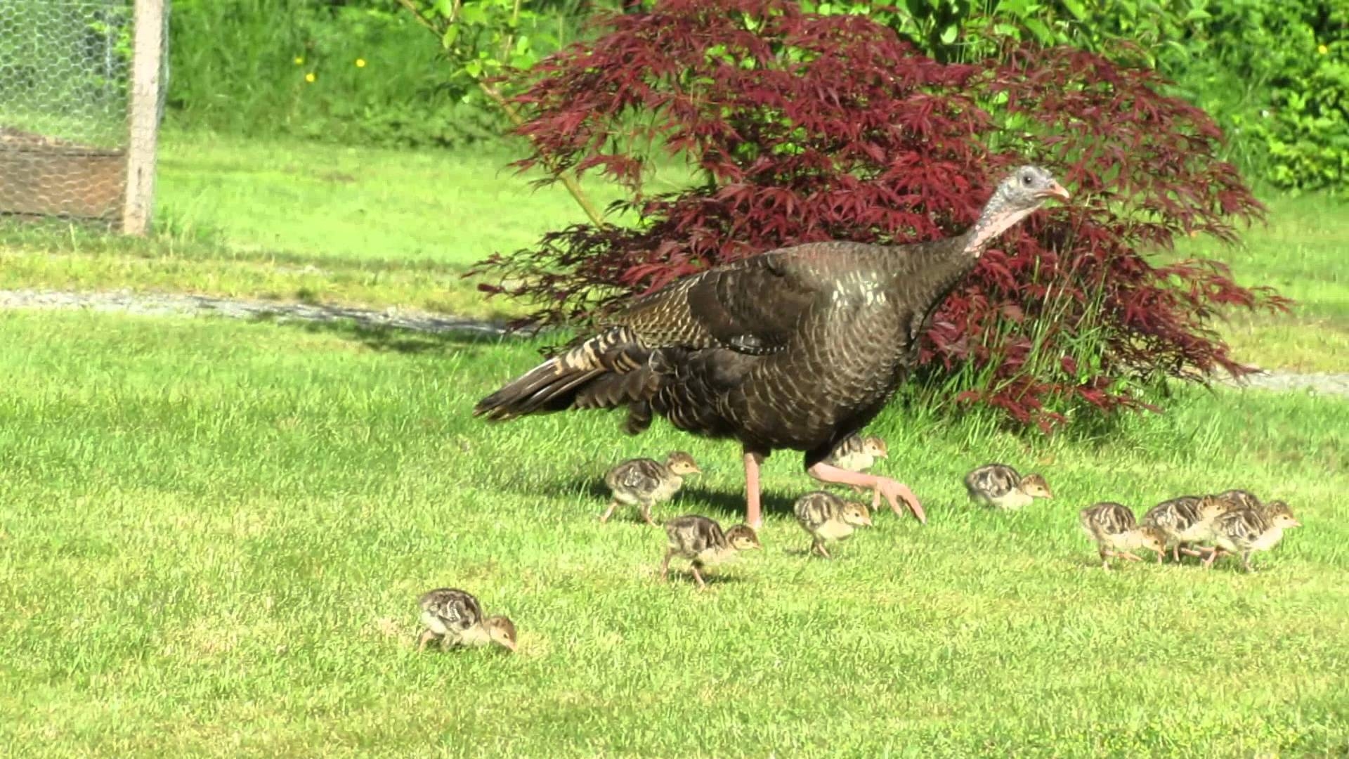 1920x1080 Turkey Bird Desktop Wallpaper, Desktop