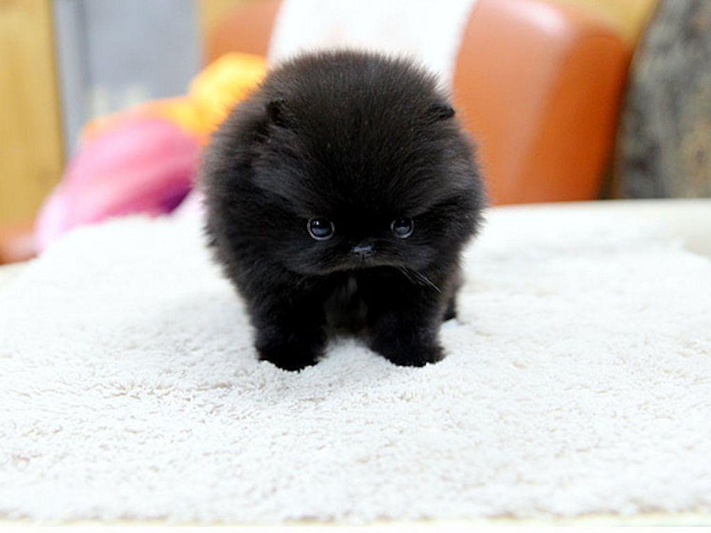 1030x770 BLACK TEACUP POMERANIAN PUPPY WALLPAPER - Wallpaper, Desktop