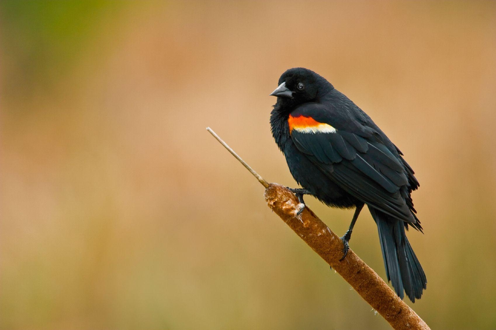 1700x1140 Red Winged Blackbird. Birds, Red Wing Blackbird, Bird Wallpaper, Desktop