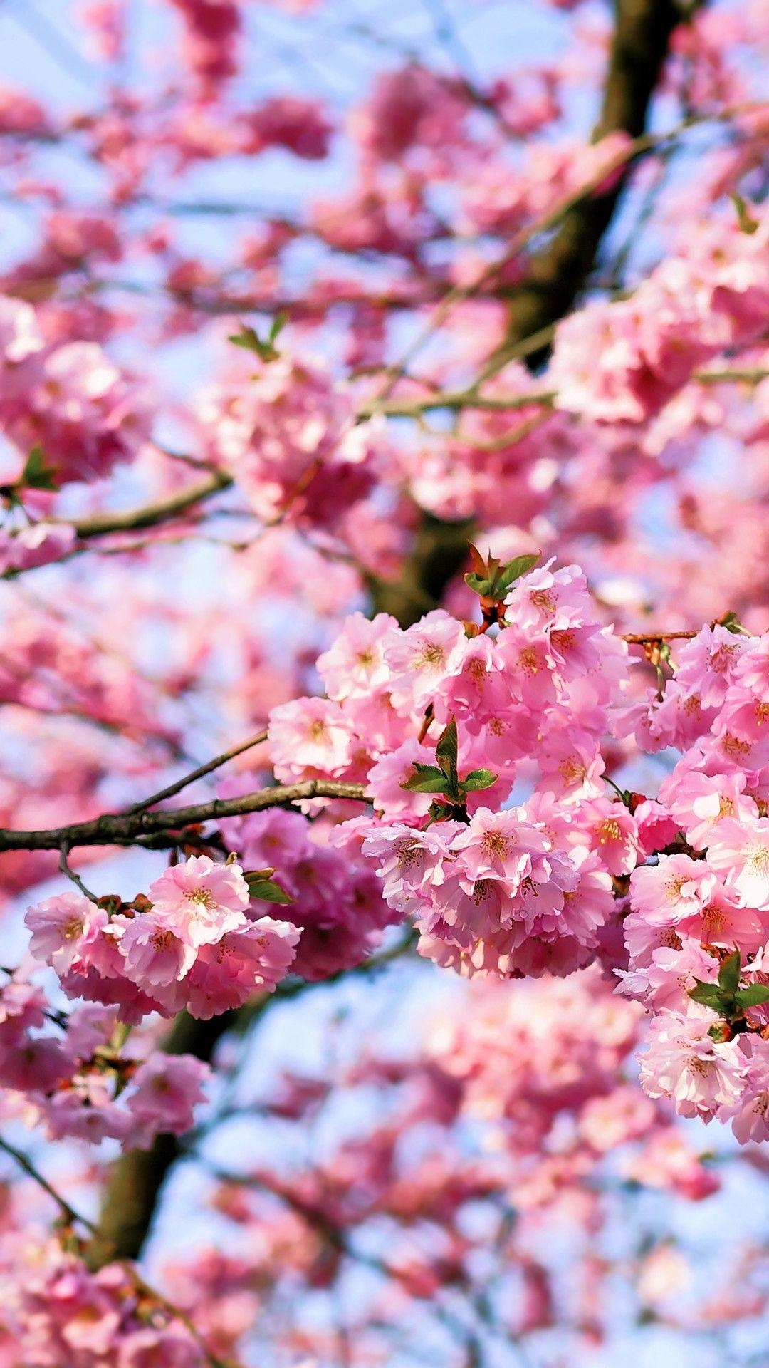 1080x1920 Japanese Cherry Blossom iPhone Wallpaper Free, Phone