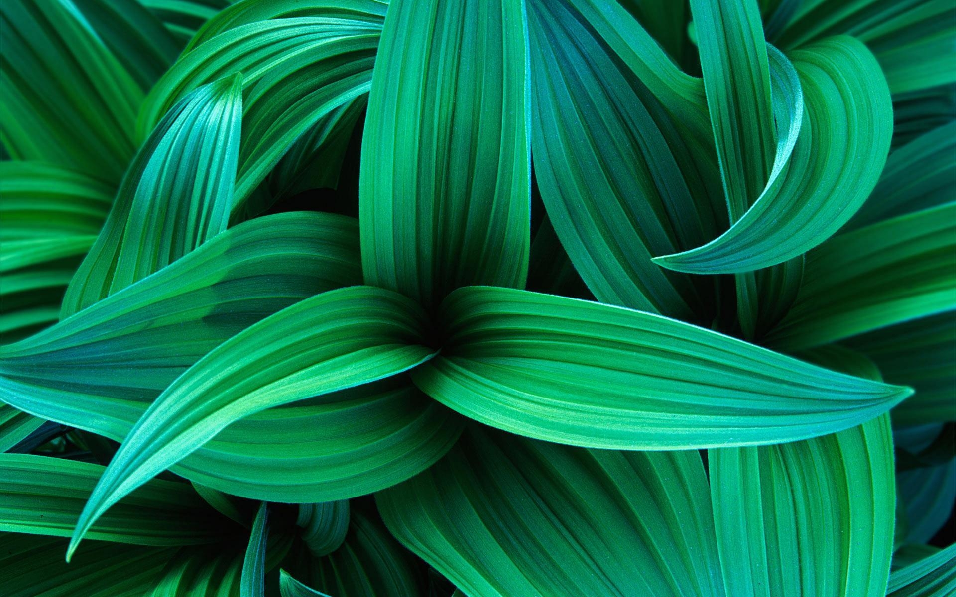 1920x1200 Green Leaves Wallpaper, Desktop