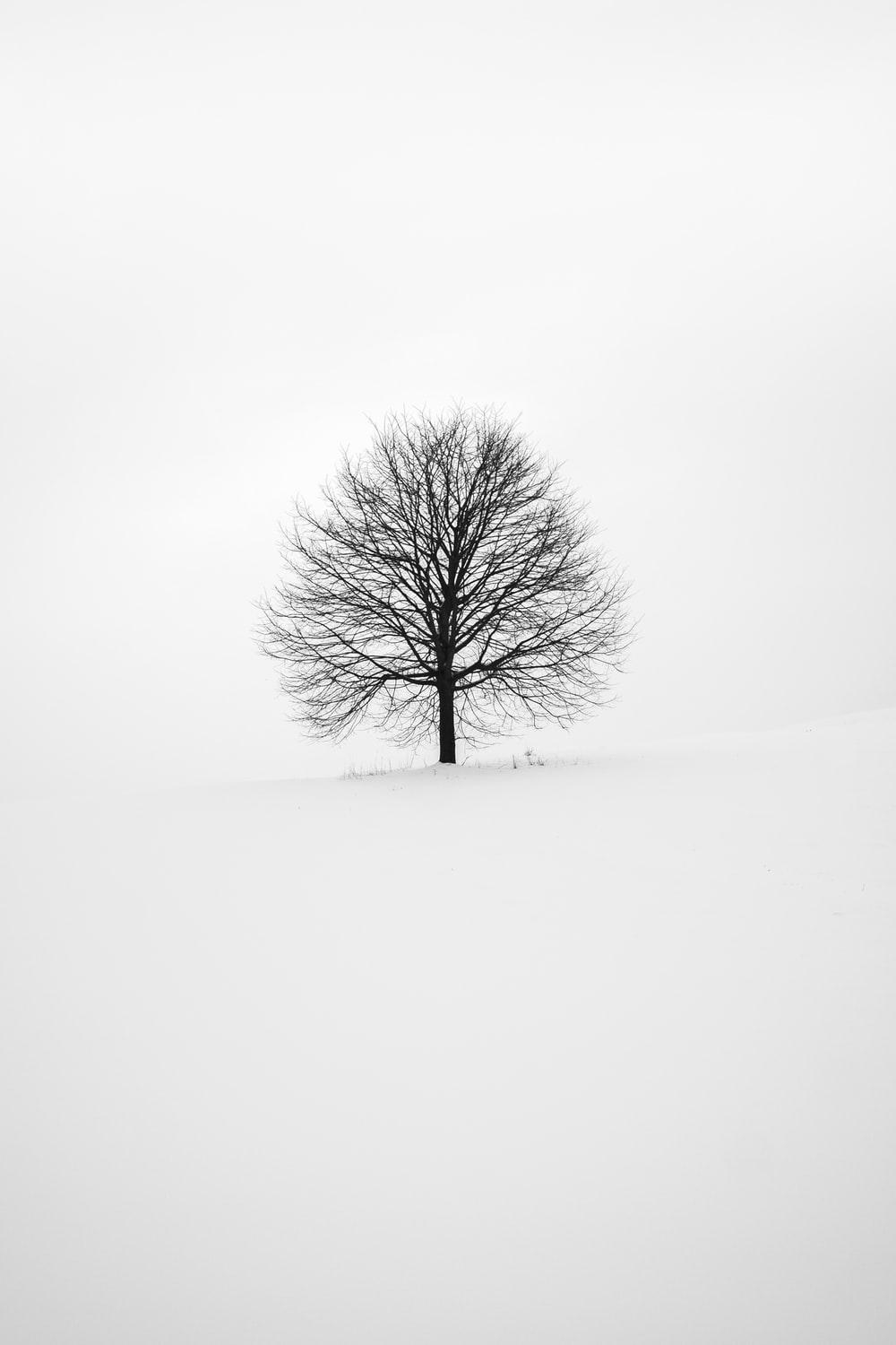 1000x1500 Black And White Tree Picture. Download Free Image, Phone