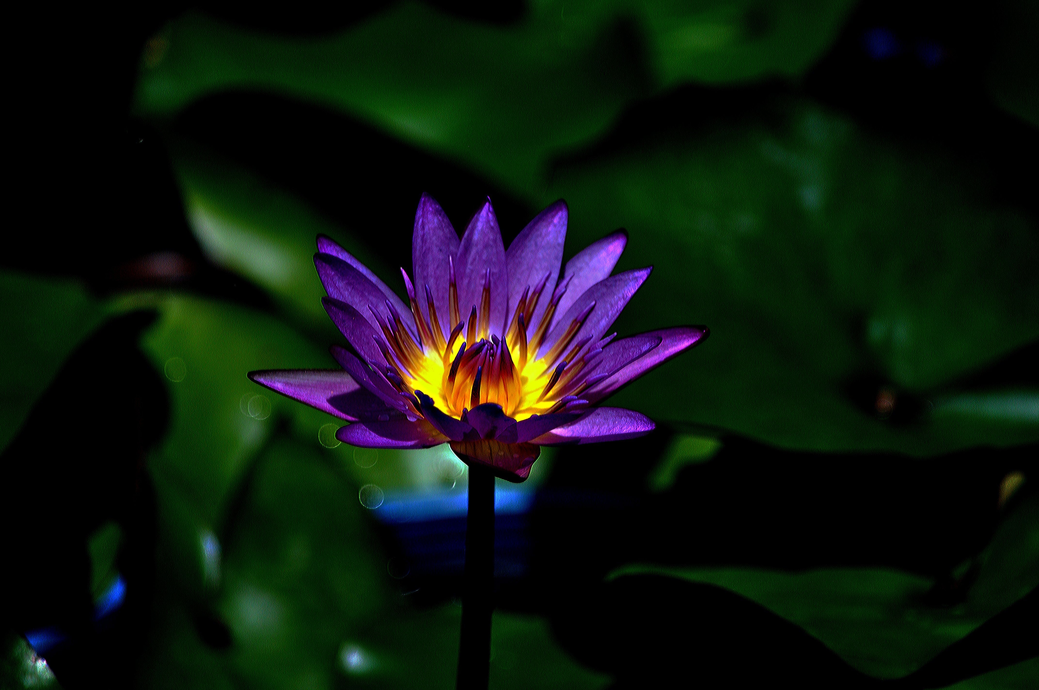 4290x2850 Macro Water Lily Flower wallpaperx2848, Desktop