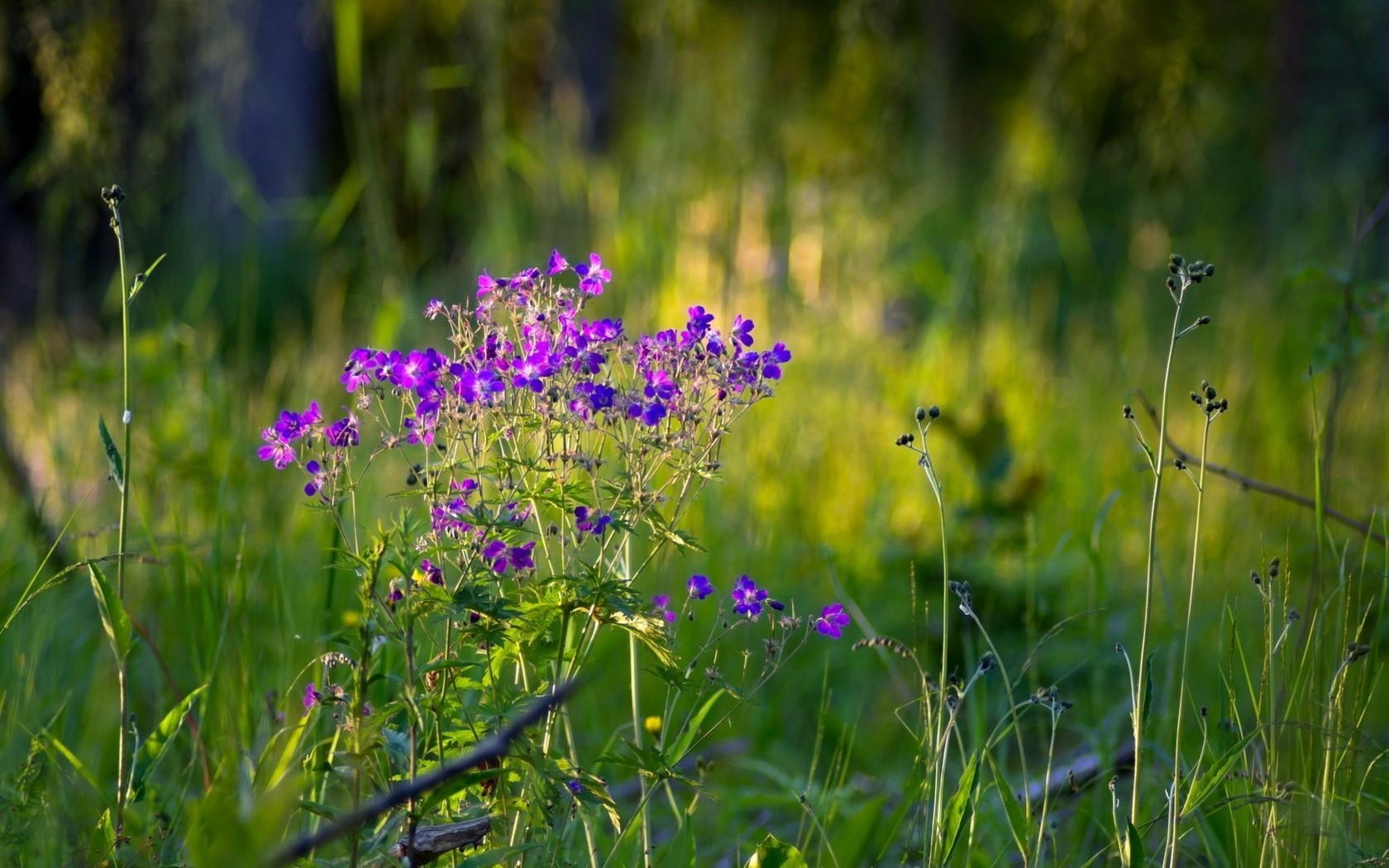 1680x1050 Summer wildflowers wallpaper and image, picture, photo, Desktop