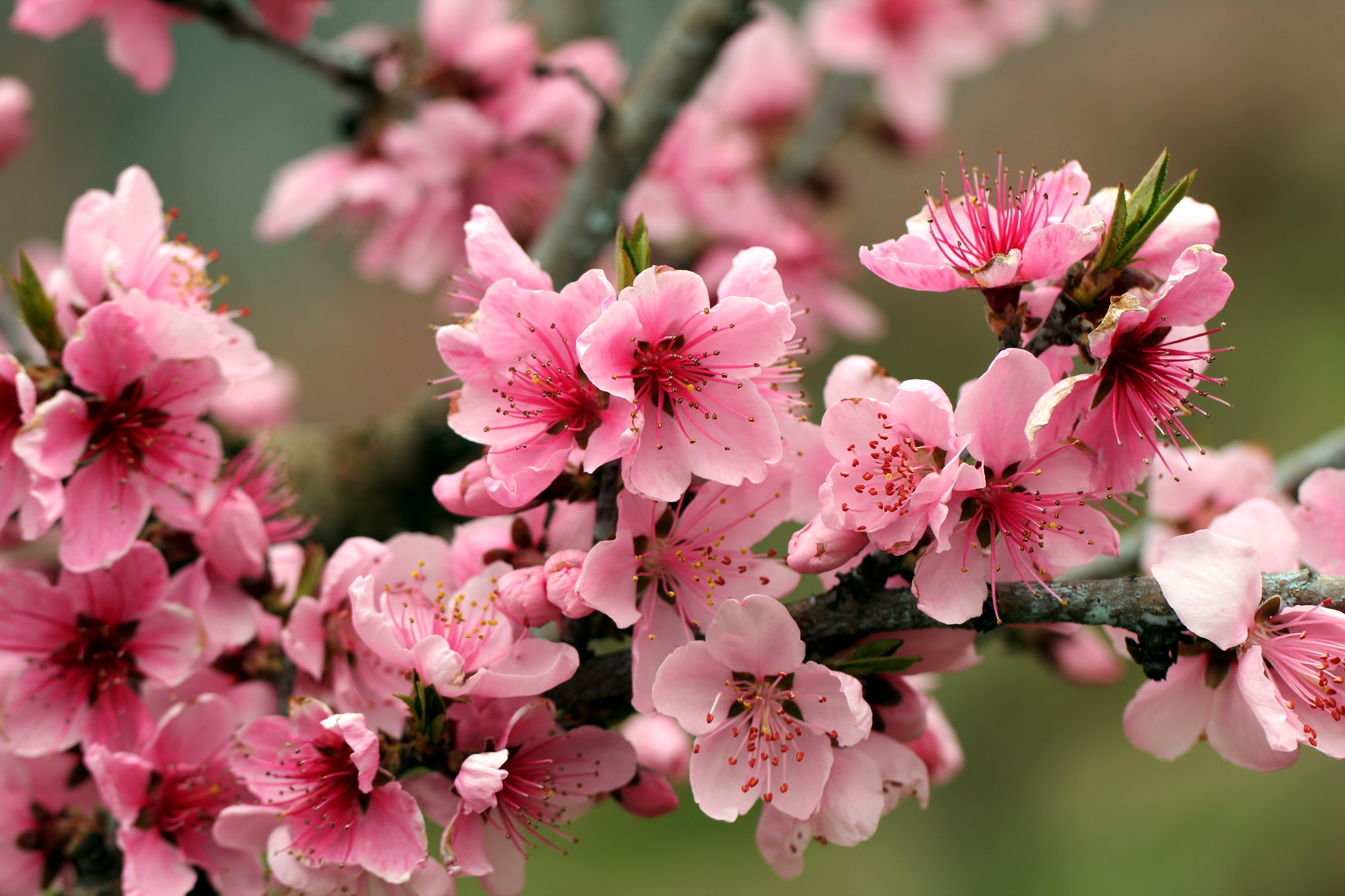 5190x3460 apple, Tree, Bright, Spring, Pink, Flowers, Petals, Blossoms, Tender Wallpaper HD / Desktop and Mobile Background, Desktop