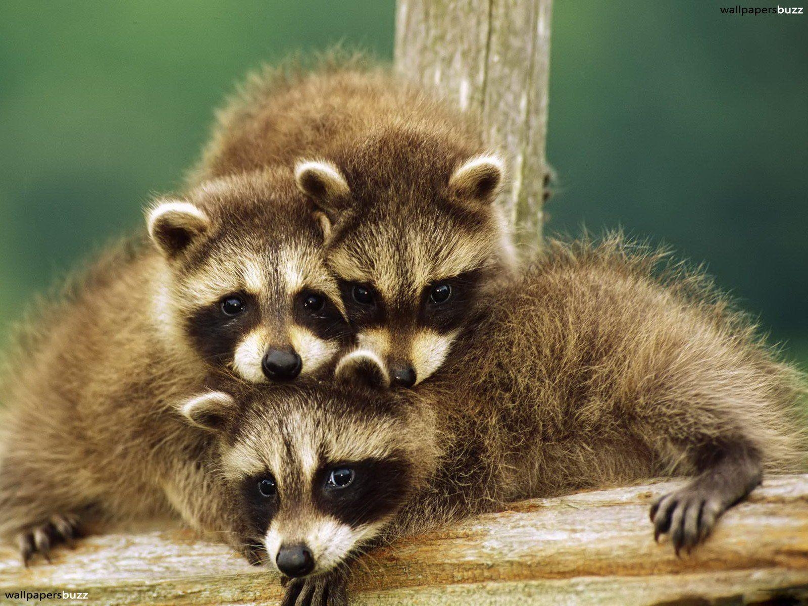 1600x1200 Baby raccoons HD Wallpaper, Desktop