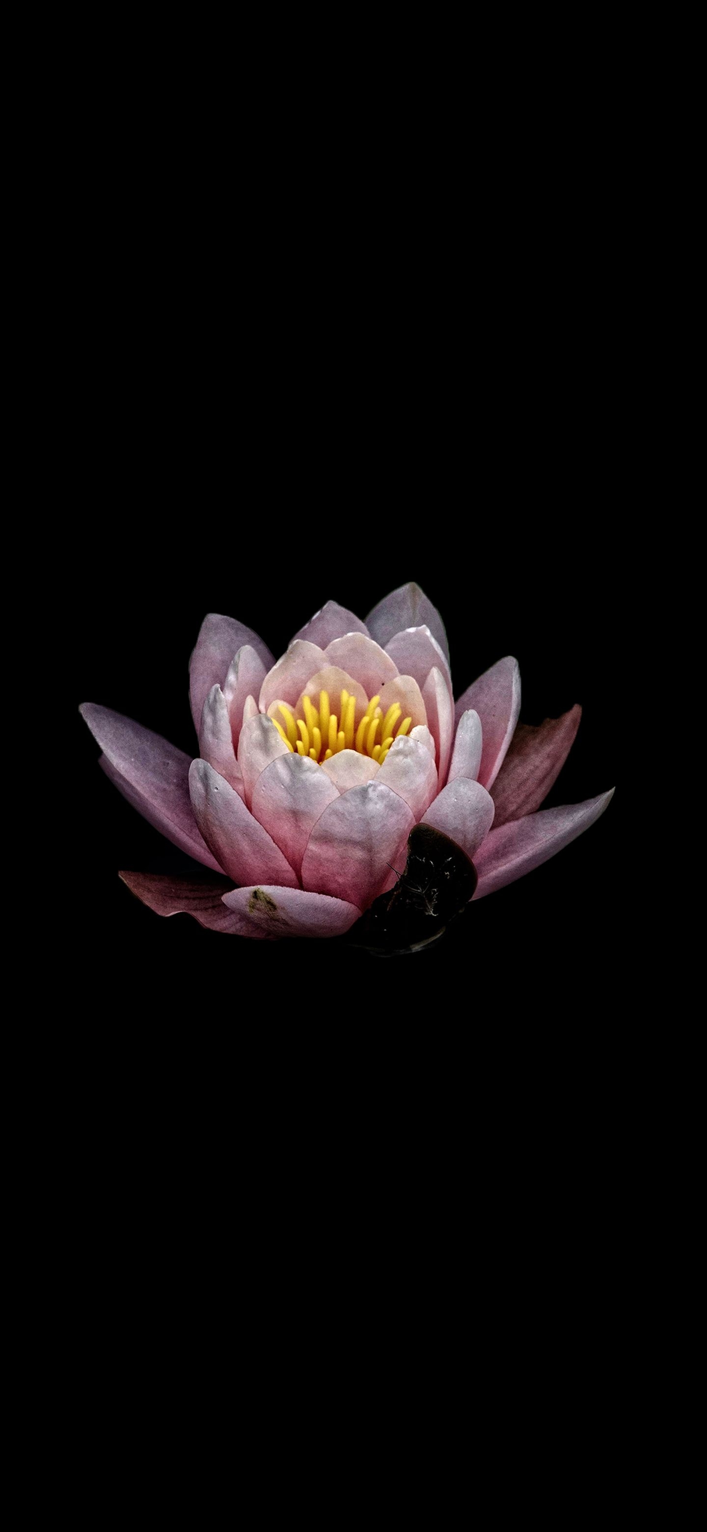 1440x3120 lotus flower Amoled Wallpaper, Phone