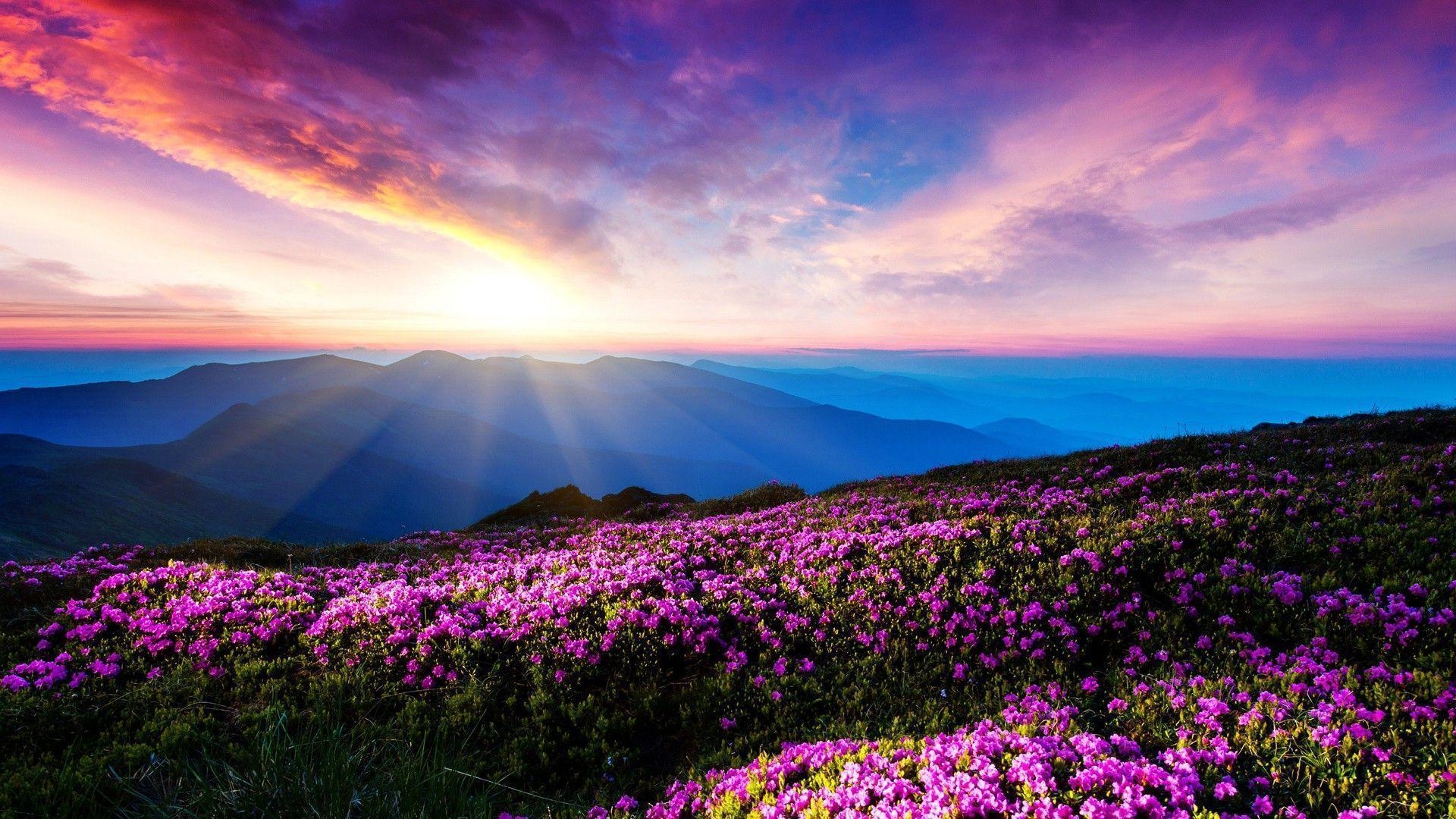 1920x1080 flowers, Landscape, Pink Flowers, Mountain, Sunlight, Sun Rays, Desktop