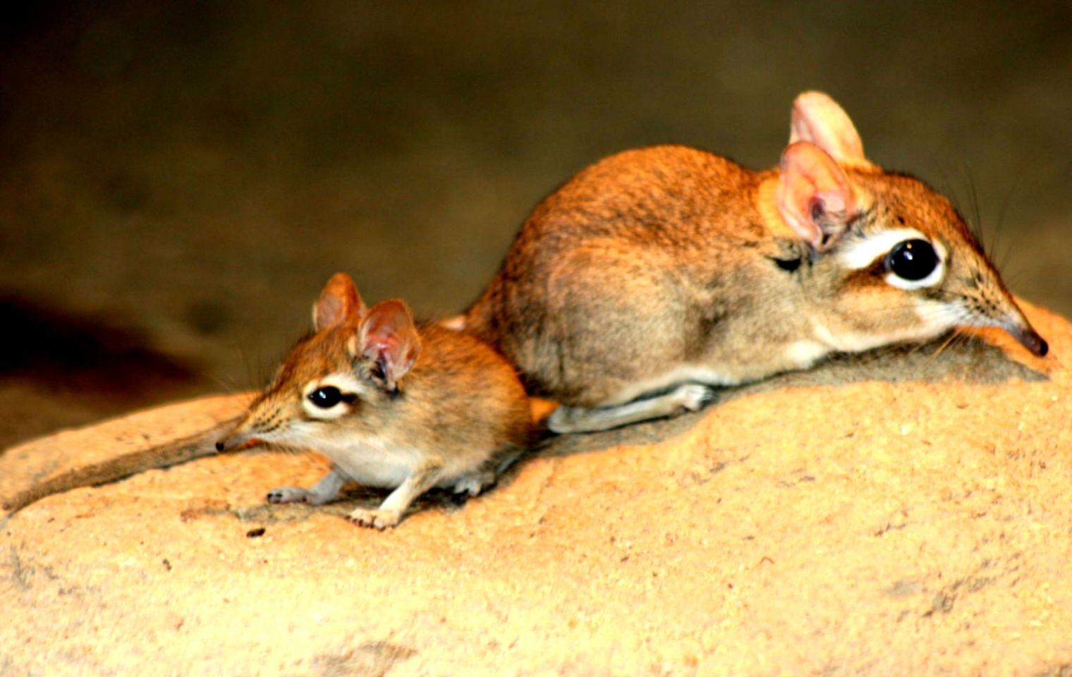 1520x960 Elephant Shrew Wallpaper, Desktop