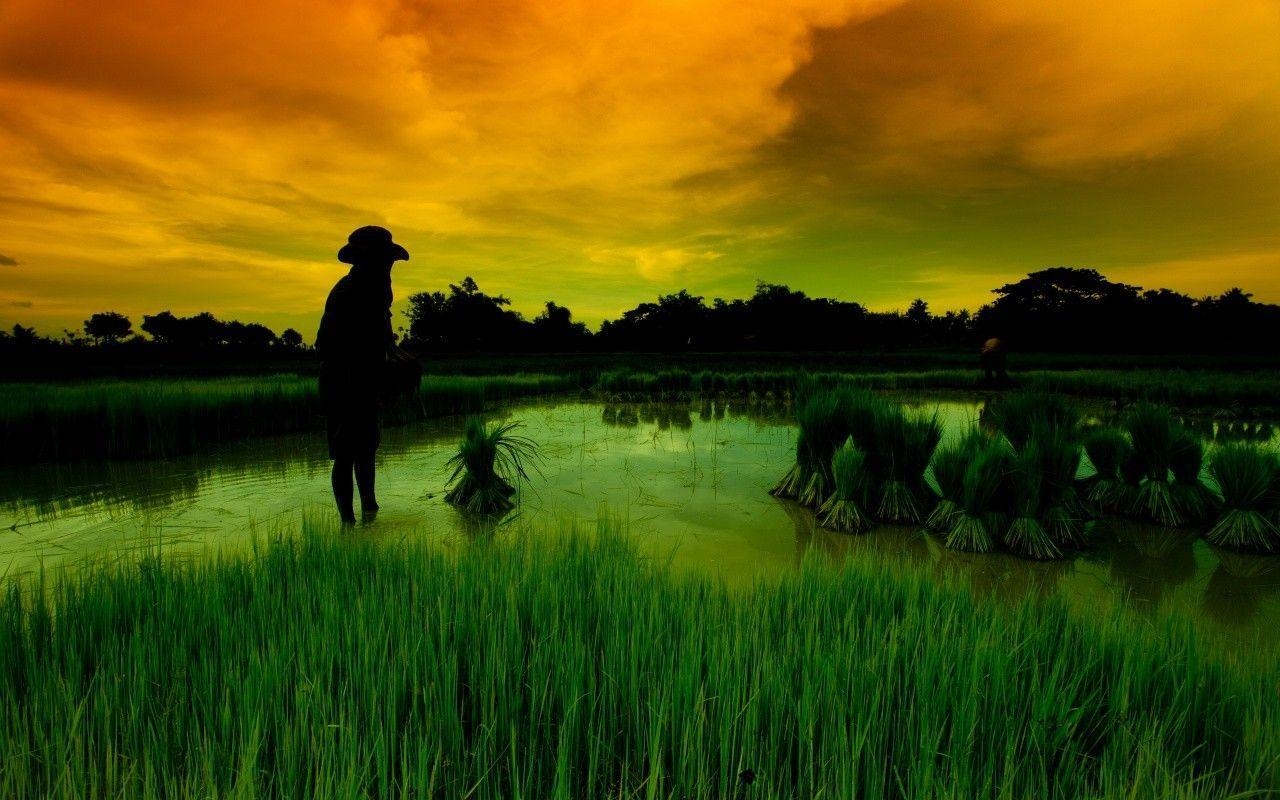 1280x800 Rice Tag wallpaper: Field Change Thailand Rice Rai Noom Fields, Desktop