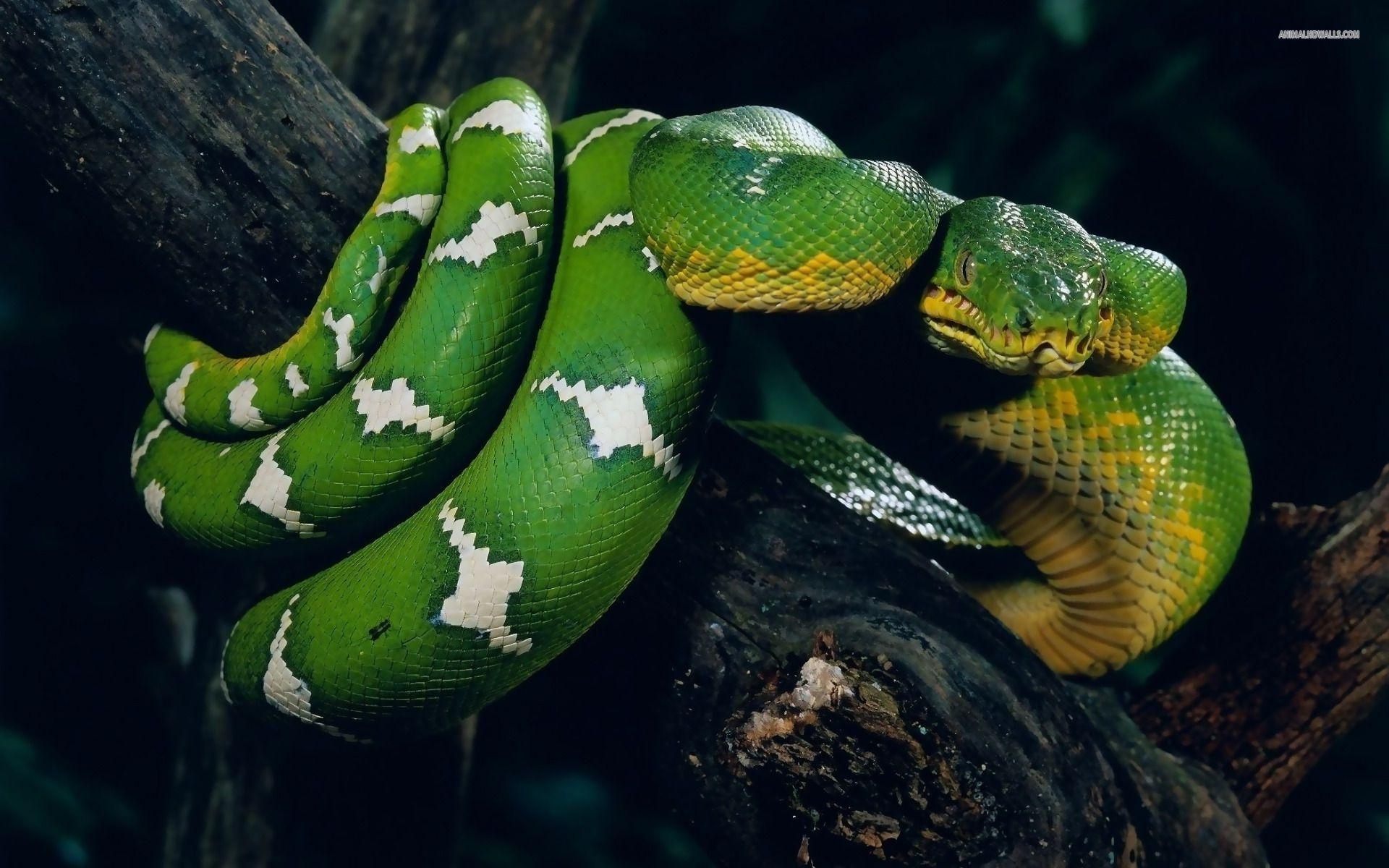 1920x1200 Snake Wallpaper: Different Family Type Of Sna (2029) Desktop, Desktop