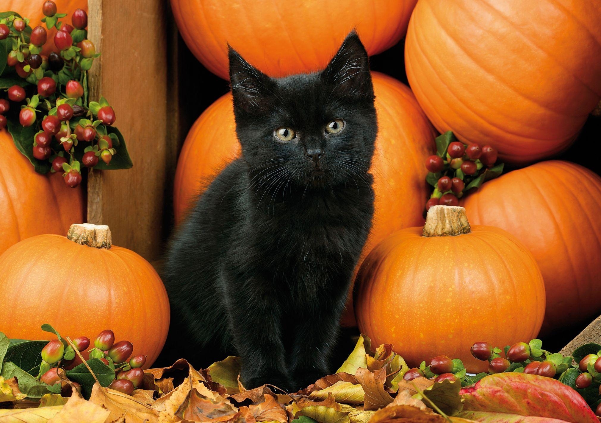 2020x1420 Black Cats and Pumpkins Desktop Wallpaper at, Desktop