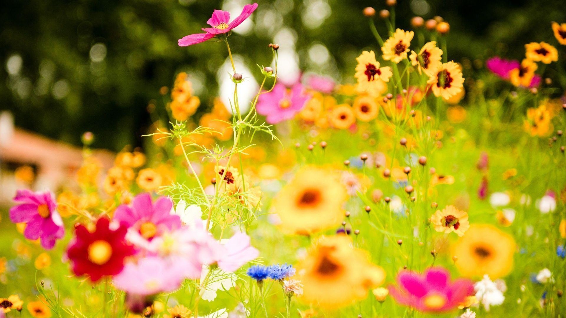 1920x1080 Wallpaper For > Summer Wildflowers Wallpaper, Desktop