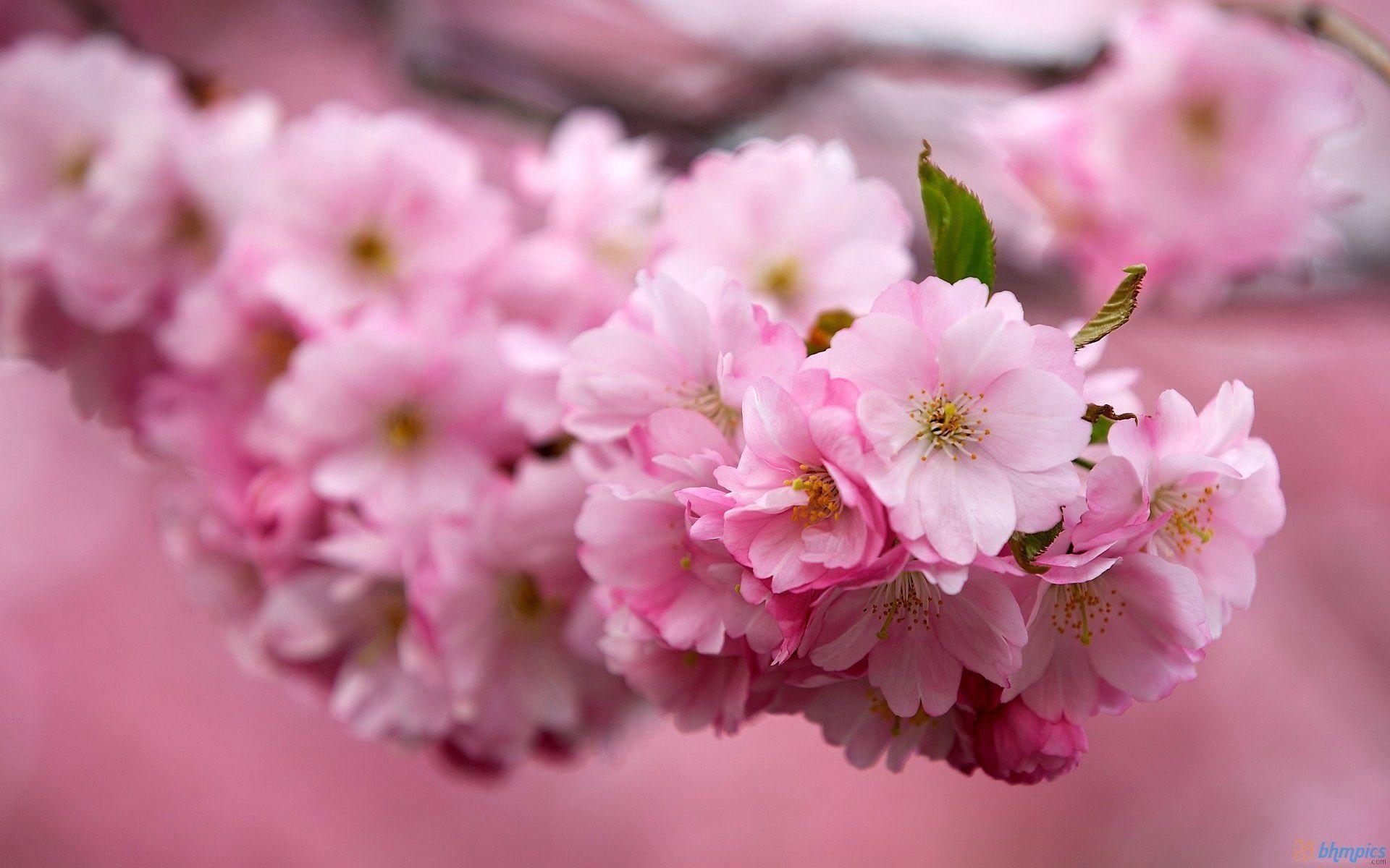 1920x1200 Sakura flower background Japanese image download, Desktop