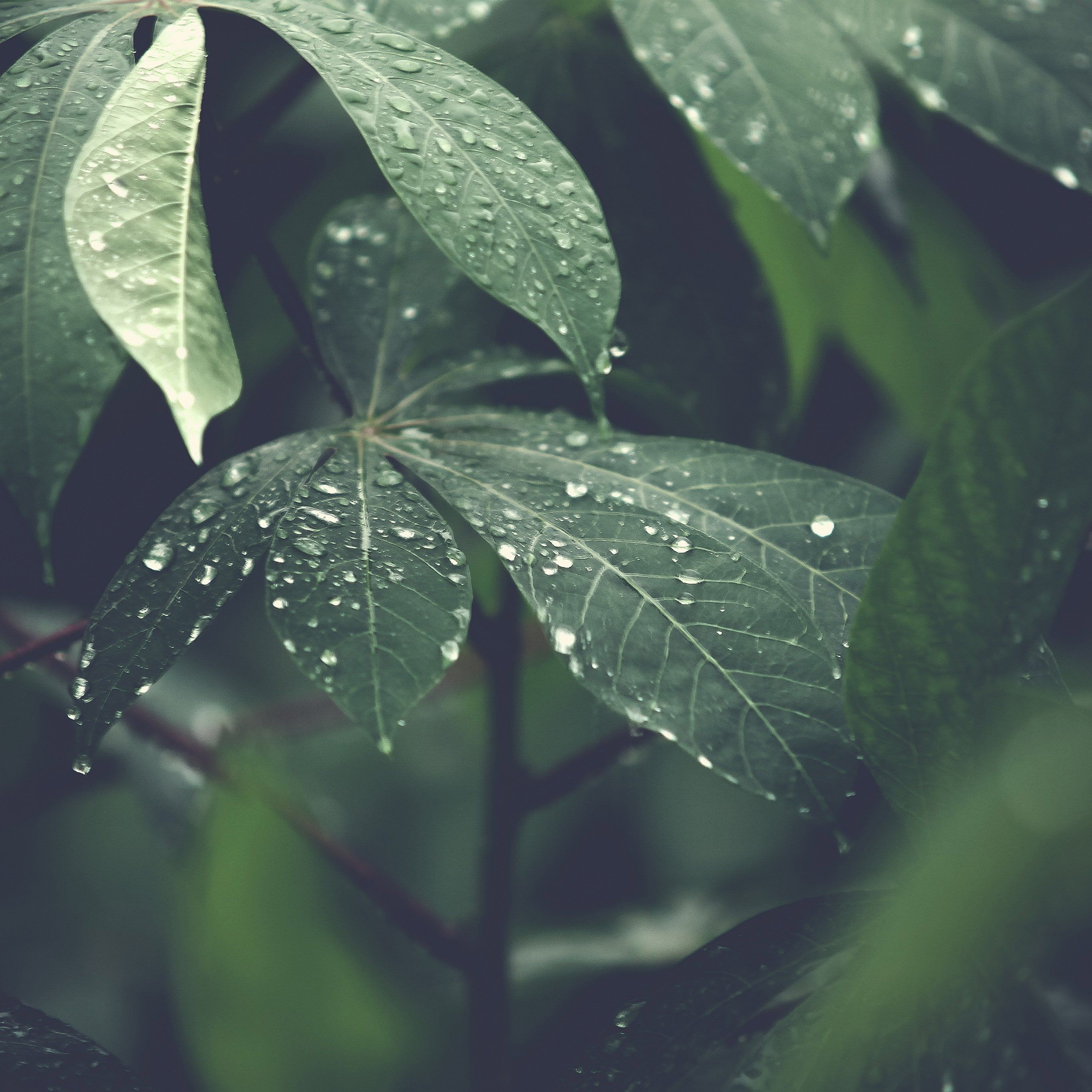 2740x2740 Rain Wallpaper, Phone