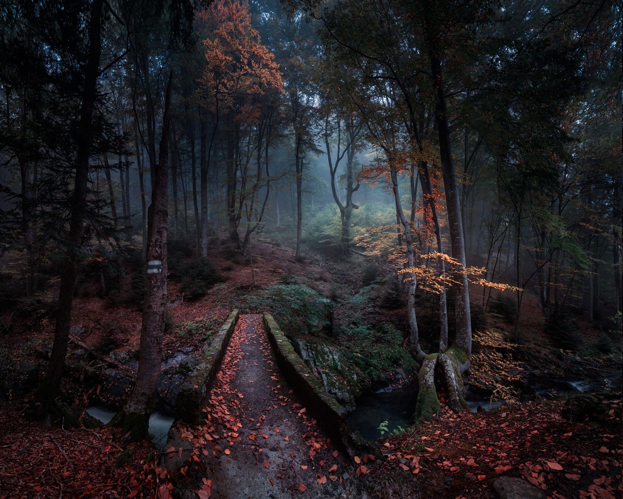 2500x2000 nature, Landscape, Forest, Path, Fall, Leaves, Bulgaria, Trees, Desktop