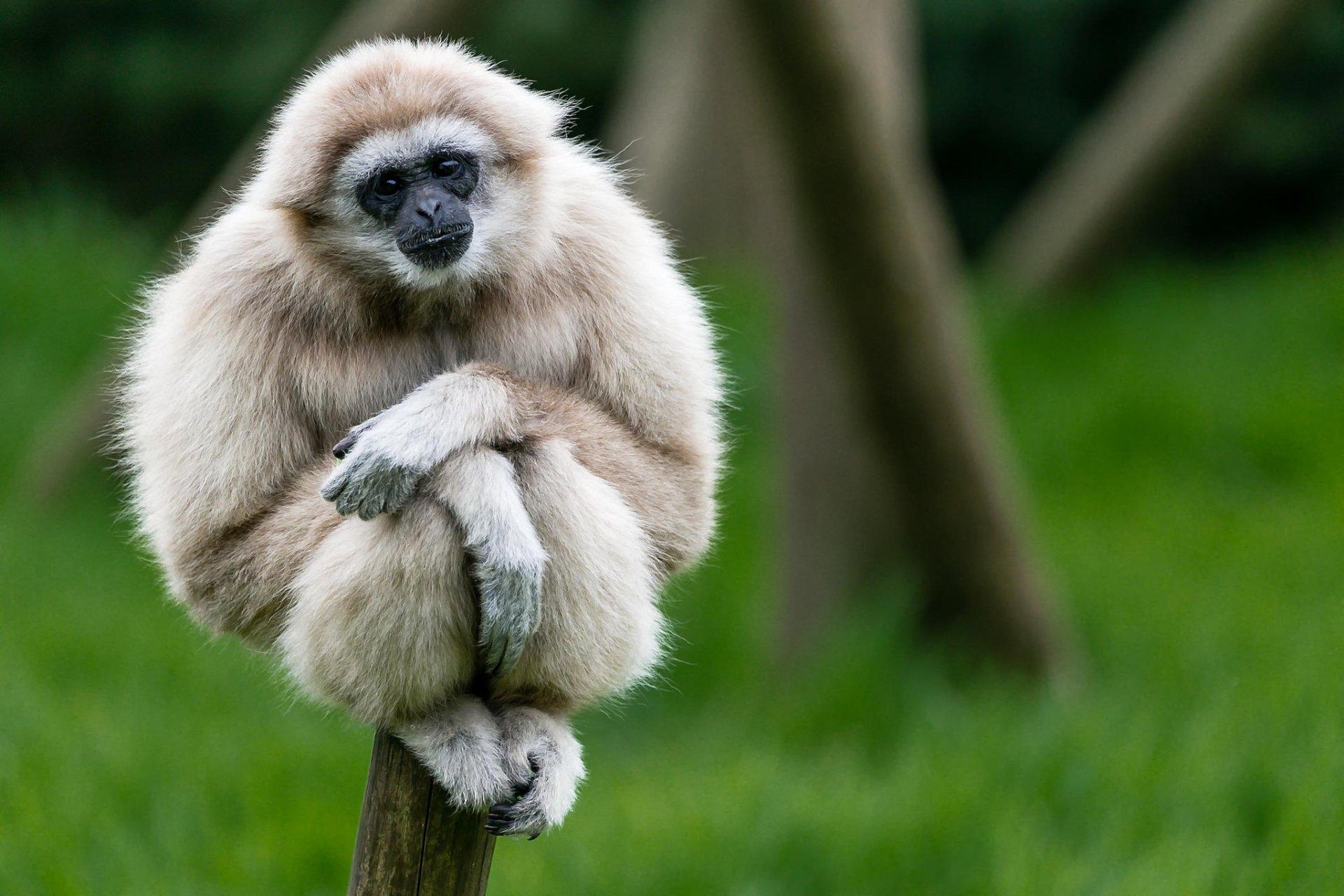 1920x1280 Gibbon HD Wallpaper and Background Image, Desktop