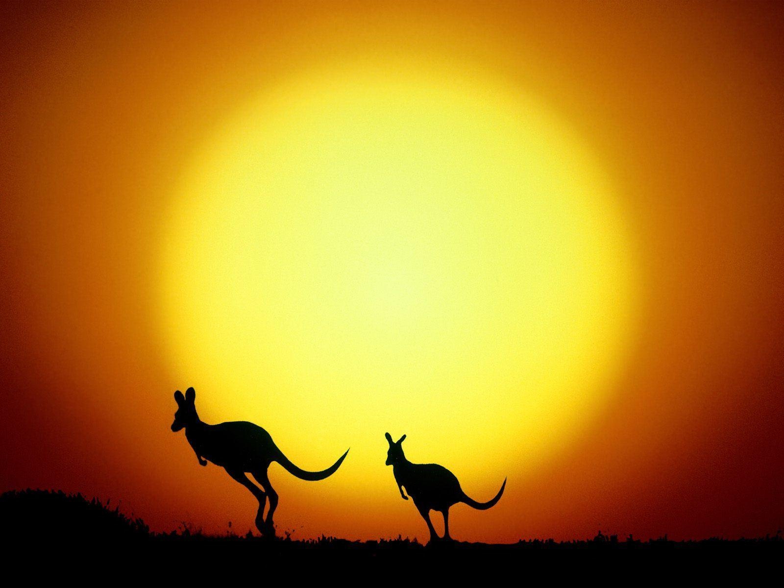 1600x1200 Kangaroo In Sunset HD Desktop Wallpaper, Instagram photo, Background, Desktop