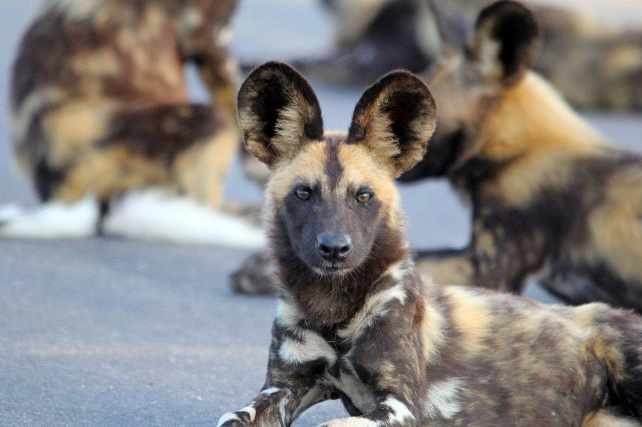 2080x1390 Download African Wild Dog Wallpaper, HD Background Download, Desktop