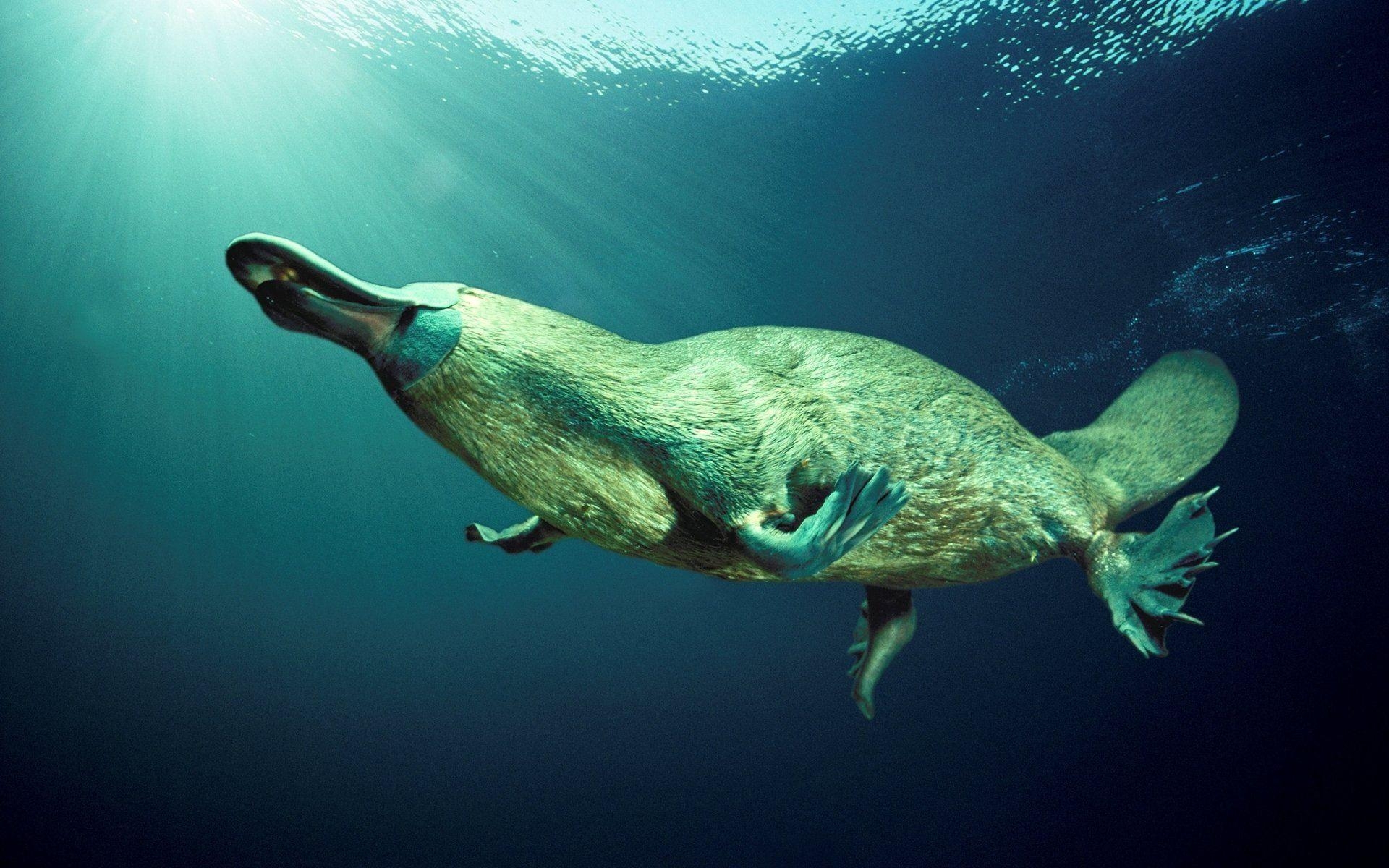 1920x1200 Platypus HD Wallpaper, Desktop