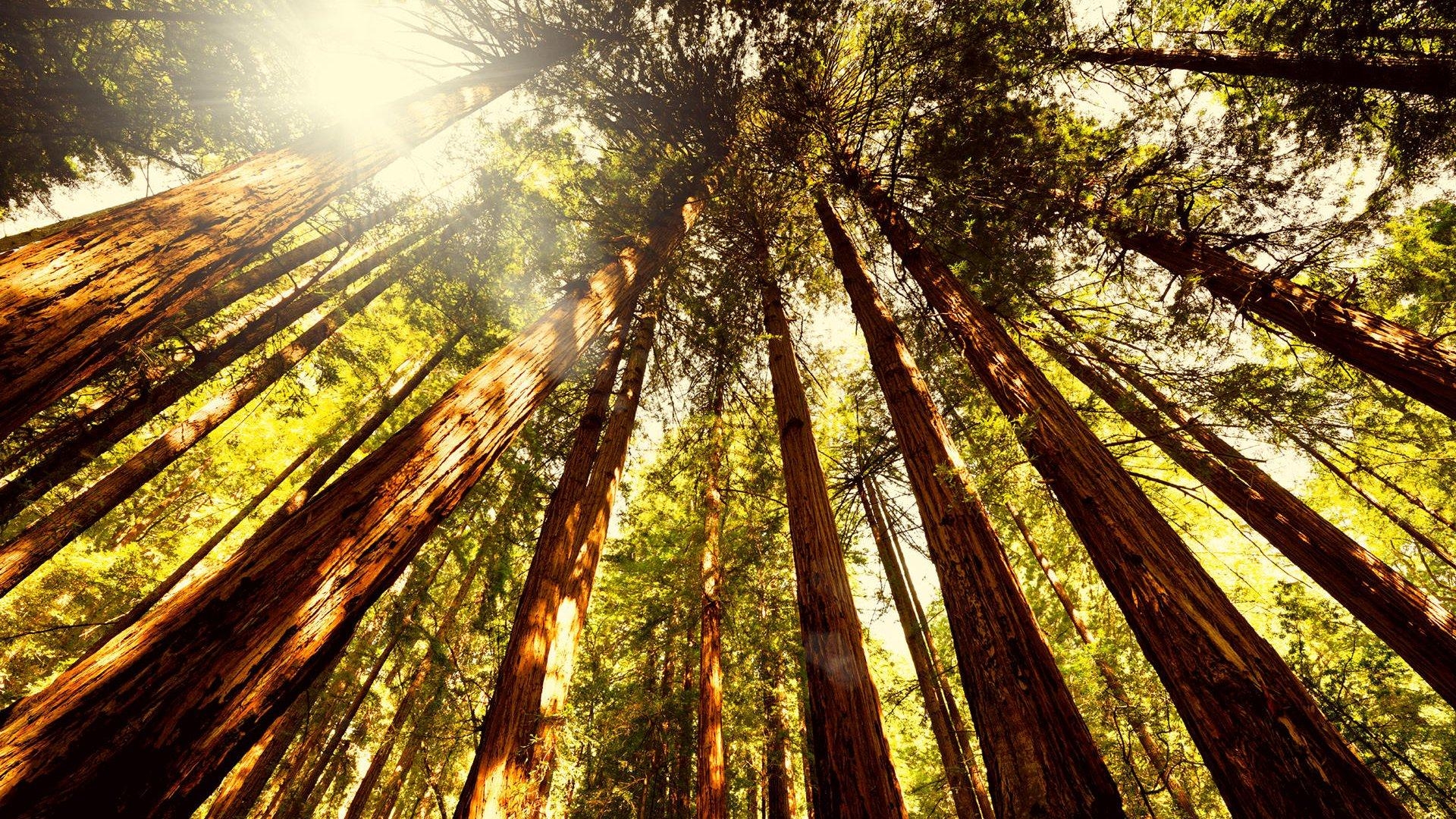 1920x1080 Muir Woods National Park Foundation, Desktop