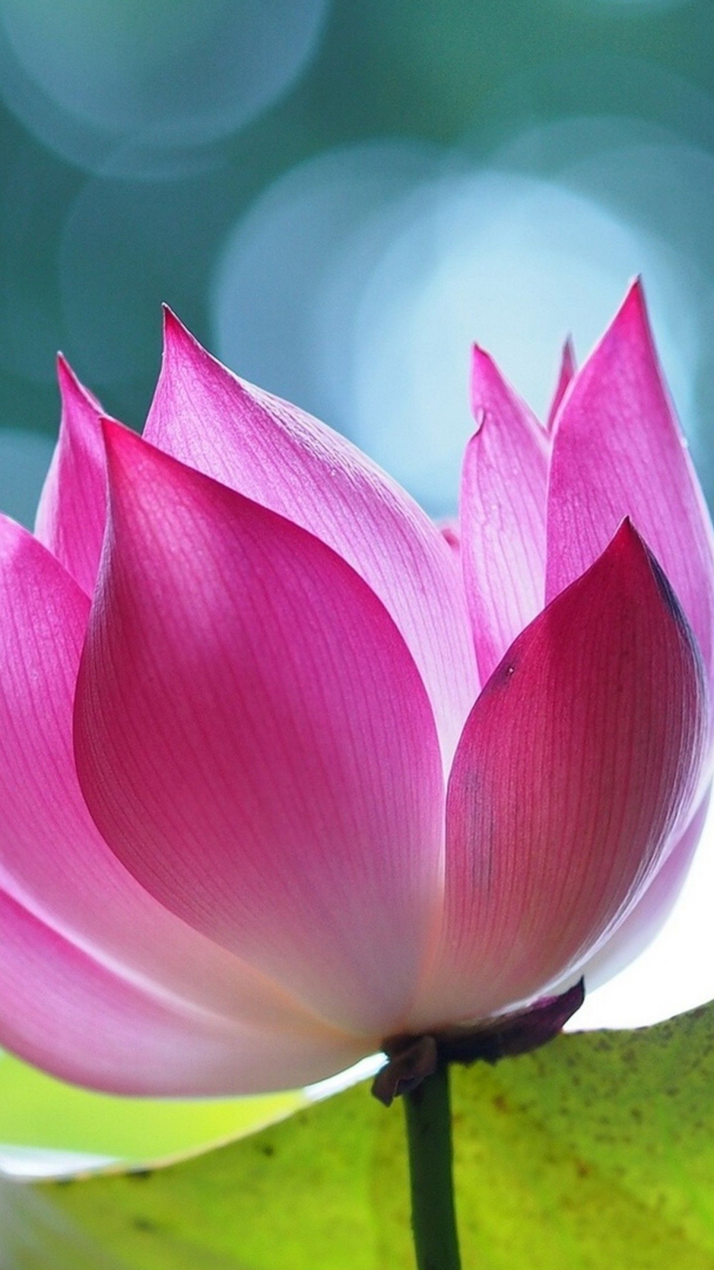 1440x2560 Wallpaper lotus, flower, 4k, Nature, Phone