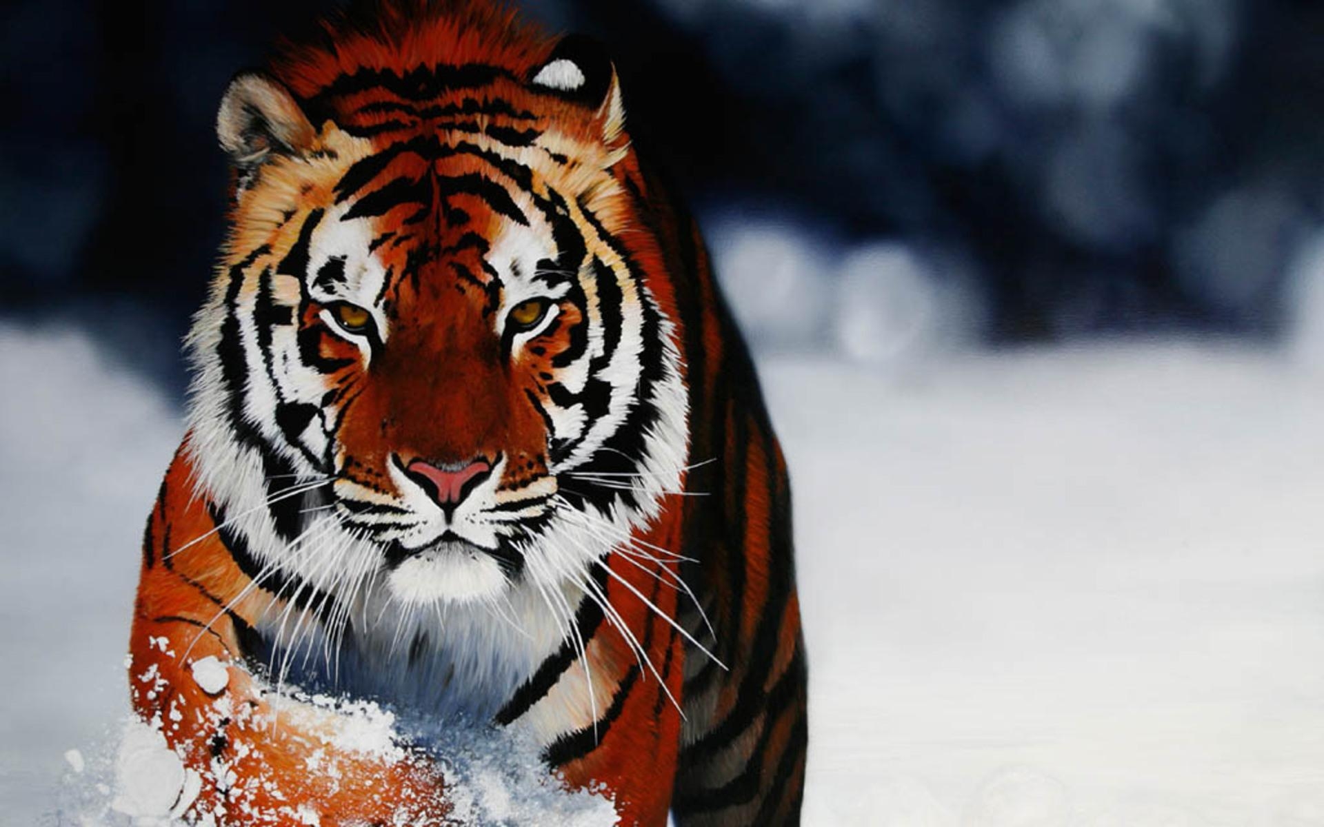 1920x1200 Tiger In Snow Wallpaperx1200, Desktop