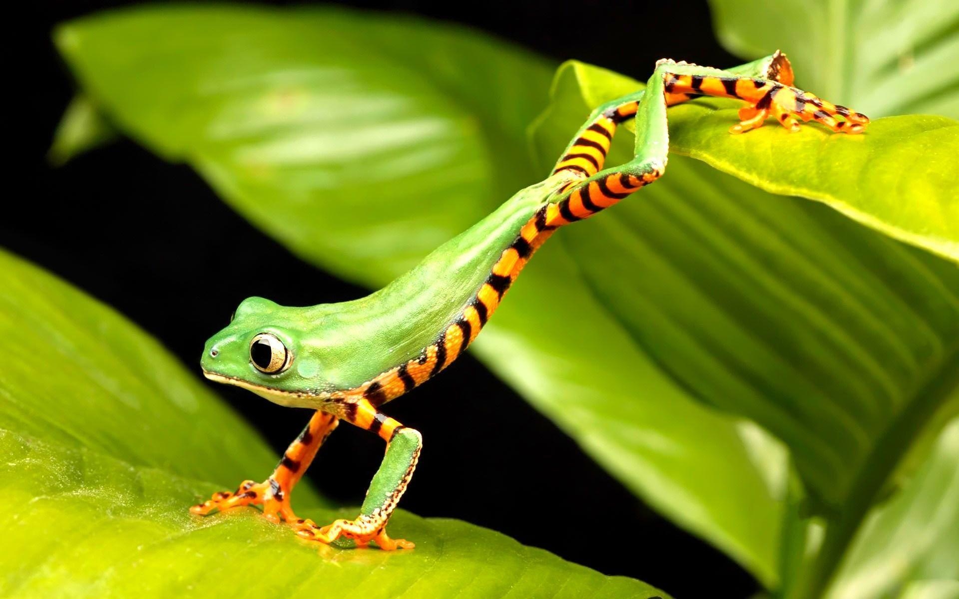 1920x1200 Desktop Wallpaper · Gallery · Animals · Red Eyed Tree Frog Bright, Desktop