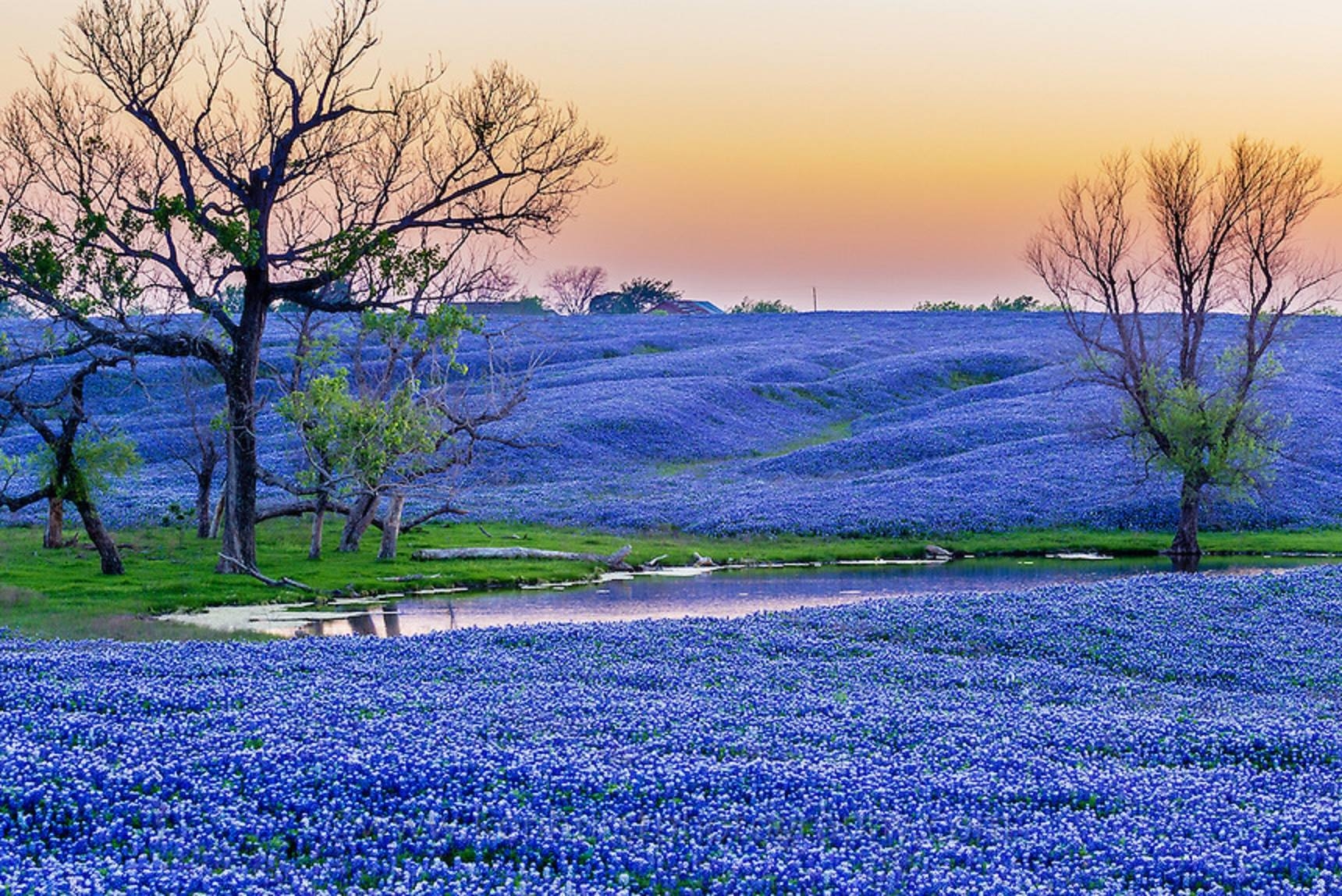 1720x1150 Texas Bluebonnets wallpaper, Earth, HQ Texas Bluebonnets picture, Desktop