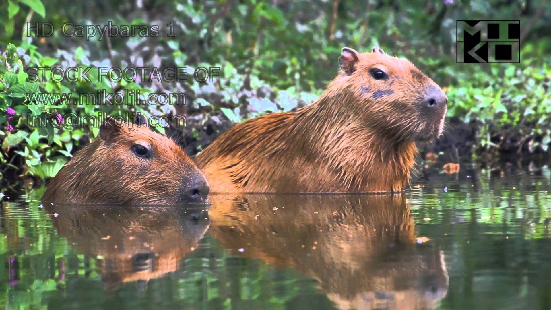 1920x1080 Capybara Wallpaper, Desktop