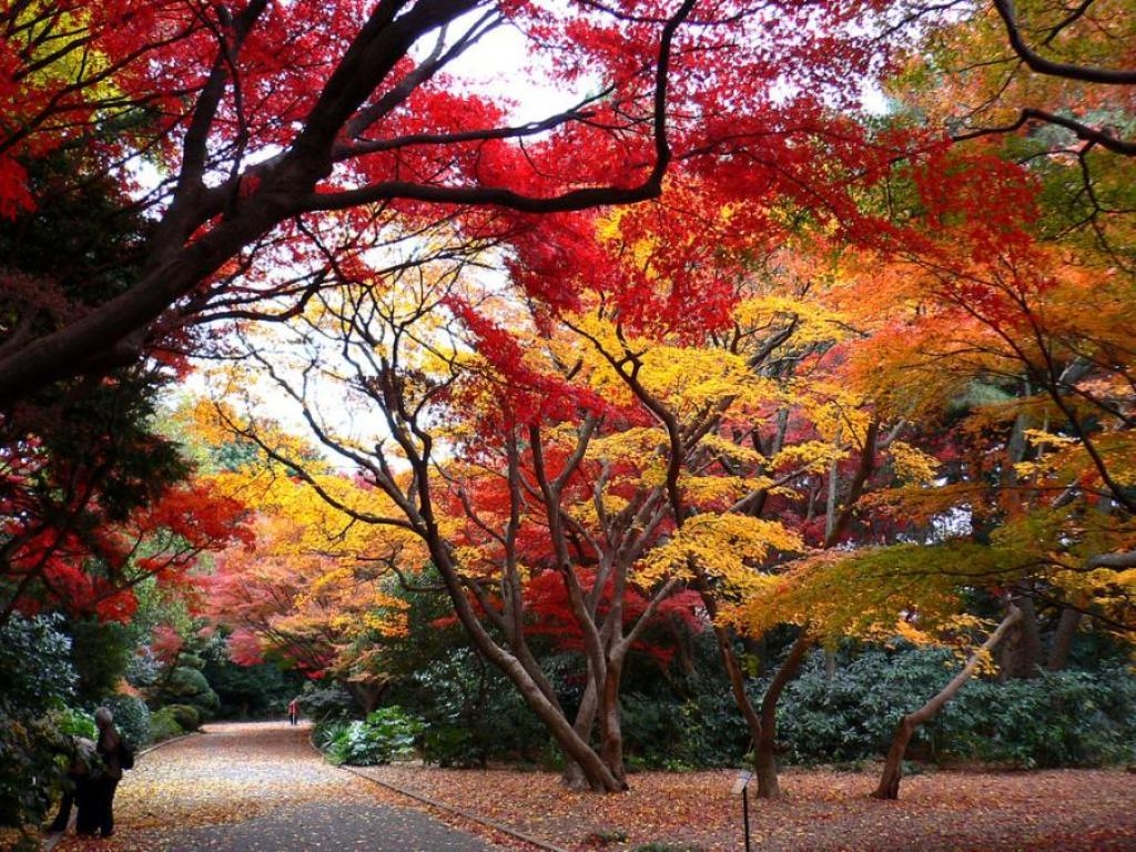 1030x770 Shinjuku Gyoen Tokyo (id: 15655), Desktop