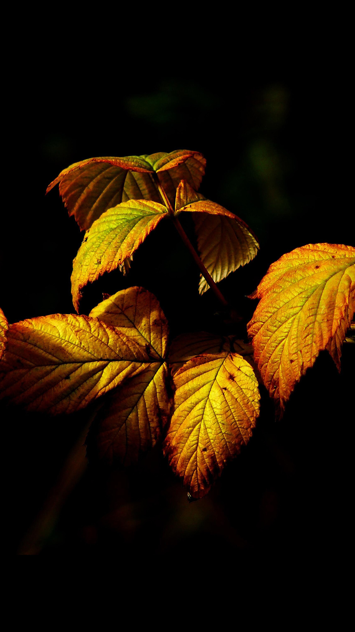 1250x2210 iPhone X wallpaper. fall leaf dark nature, Phone