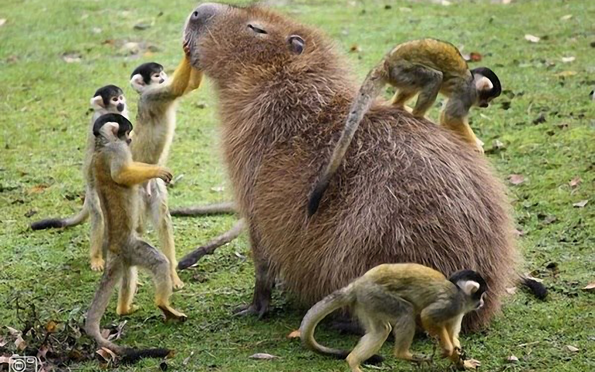 1920x1200 HD desktop wallpaper: Animal, Capybara, Desktop