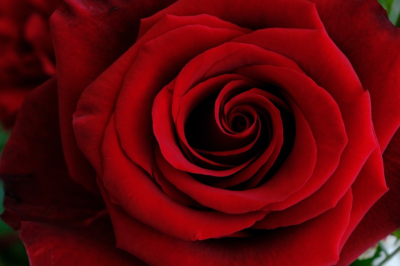 1280x860 Romantic Rose Day Image for Love: Free, Desktop