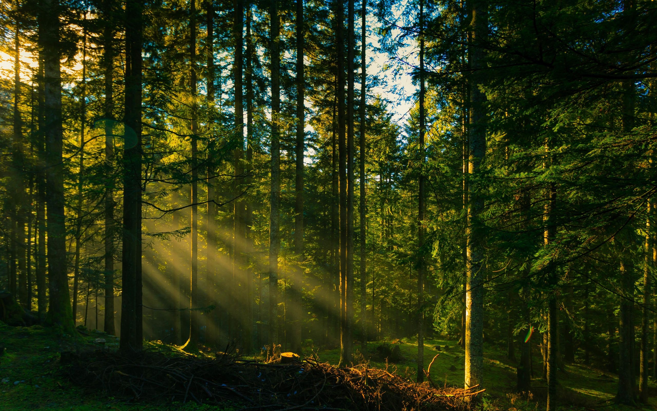 2560x1600 Rays trees forest sun wallpaperx1600, Desktop