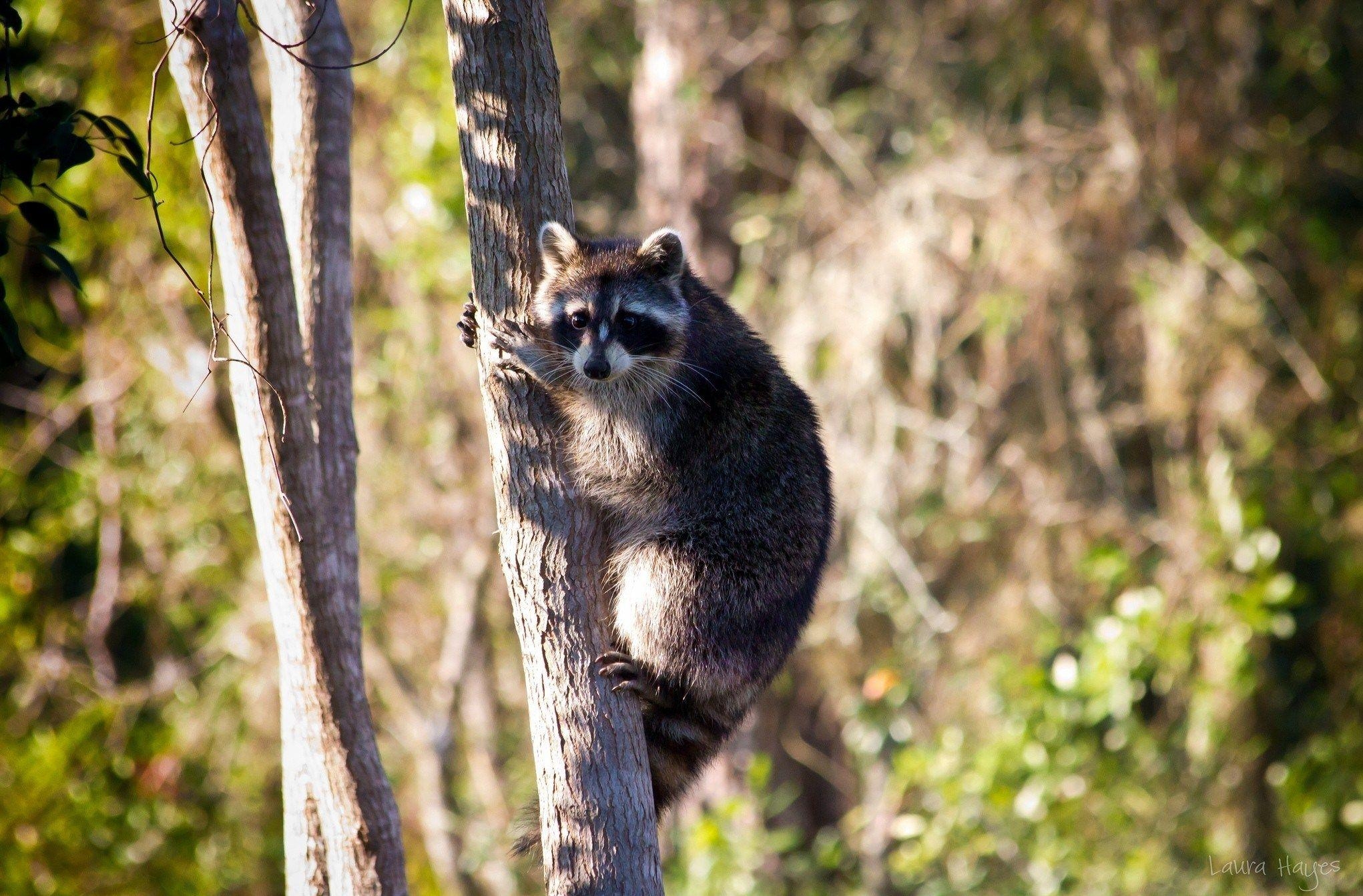 2050x1350 Raccoon Wallpaper HD E771RQ, Desktop