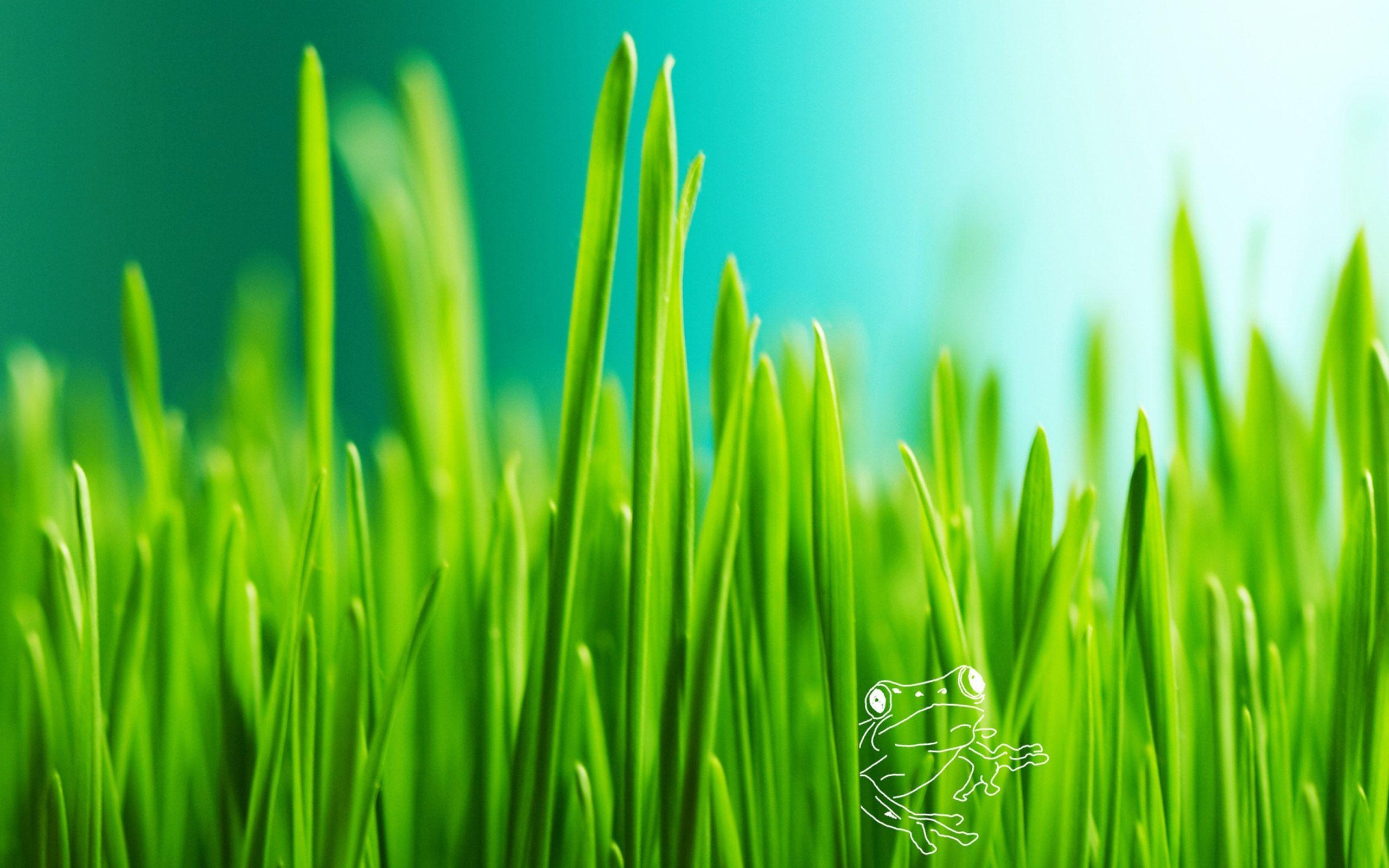 2560x1600 Grass HD Wallpaper, Desktop