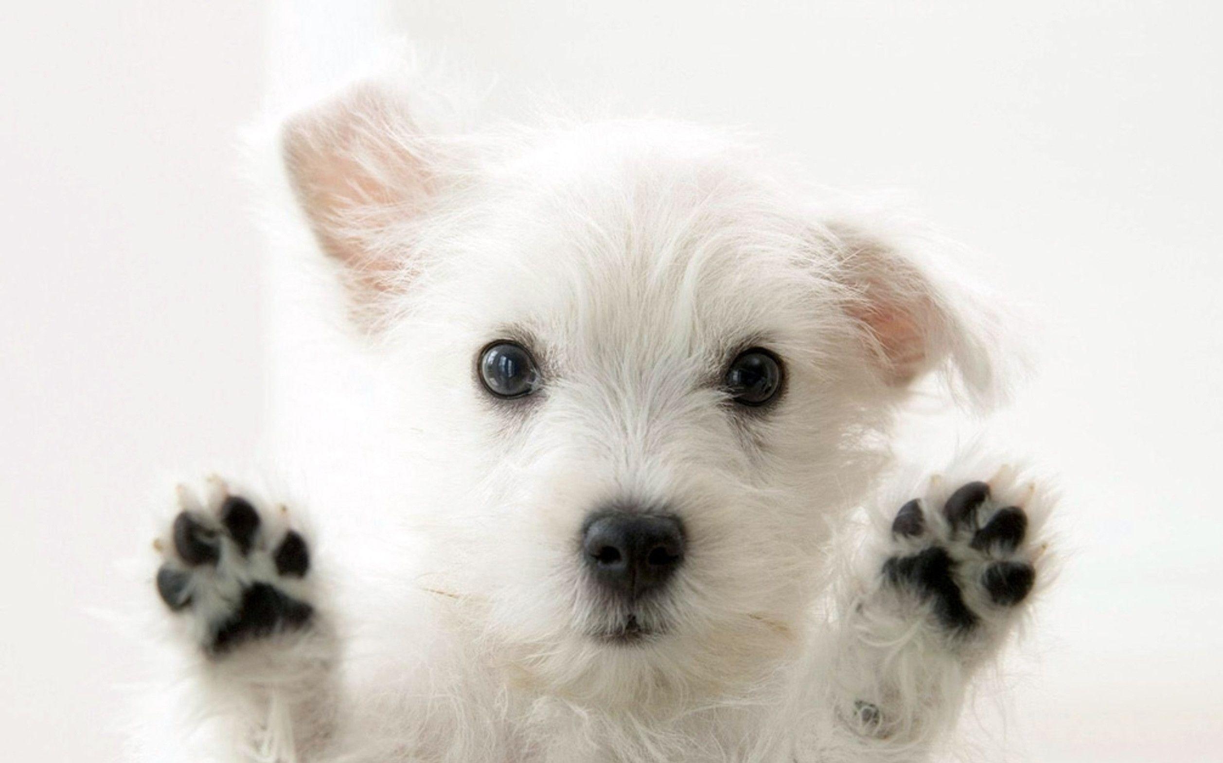 2520x1570 Cute white Maltese dog HD Wallpaper, Desktop