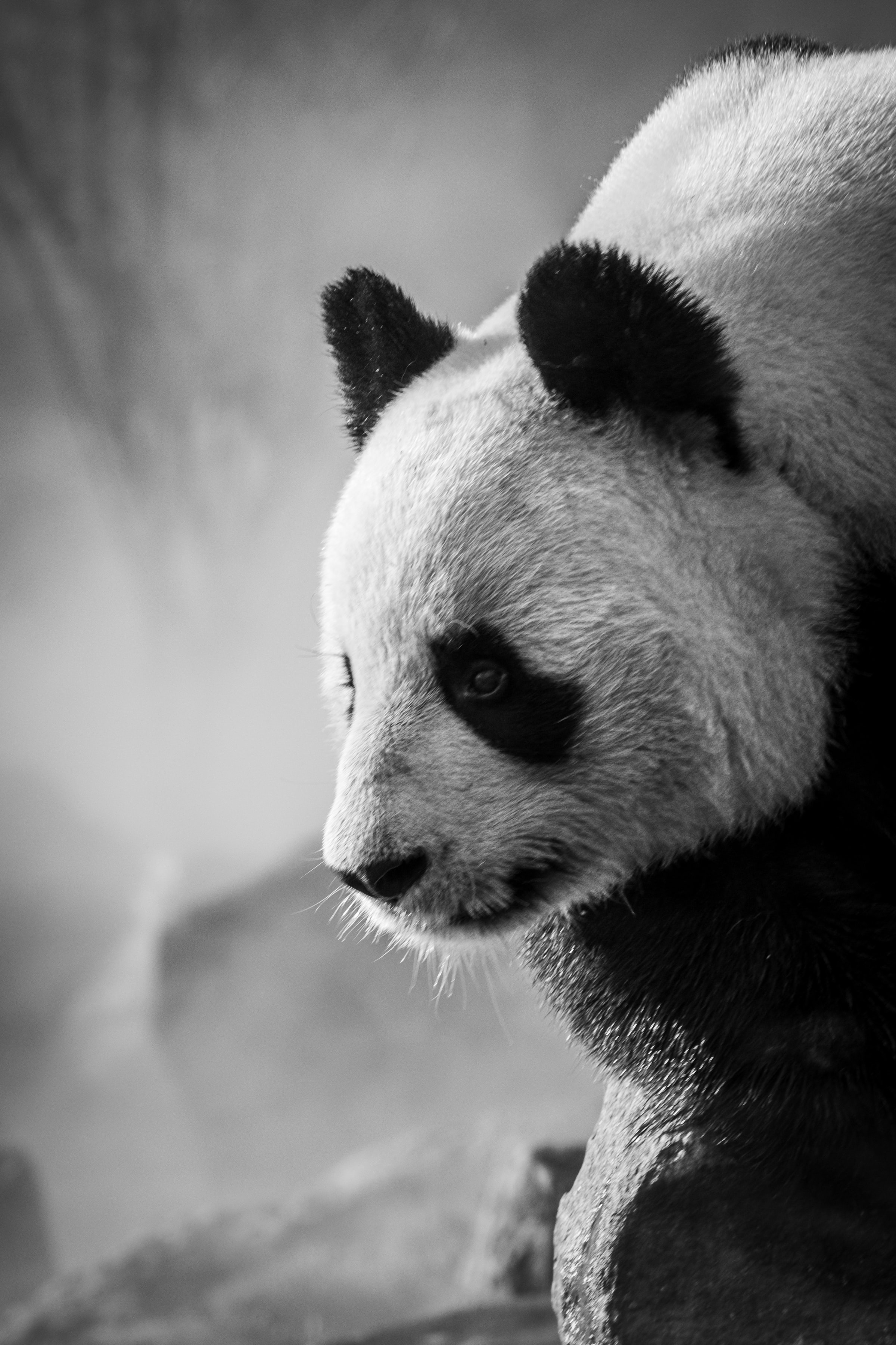 2400x3600 Download Panda wallpaper for mobile phone, free Panda HD picture, Phone