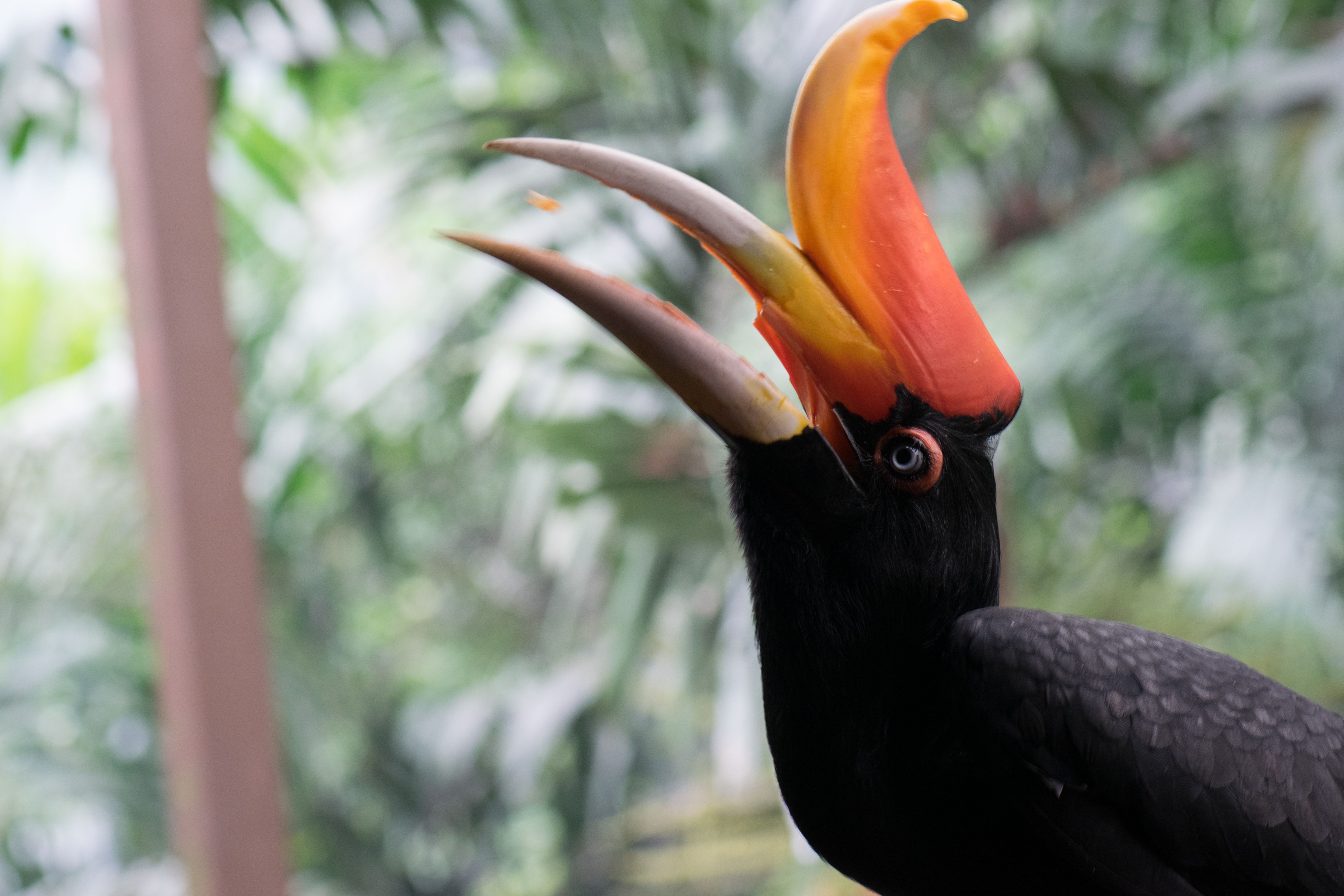 6000x4000 Rhinoceros hornbill, Desktop