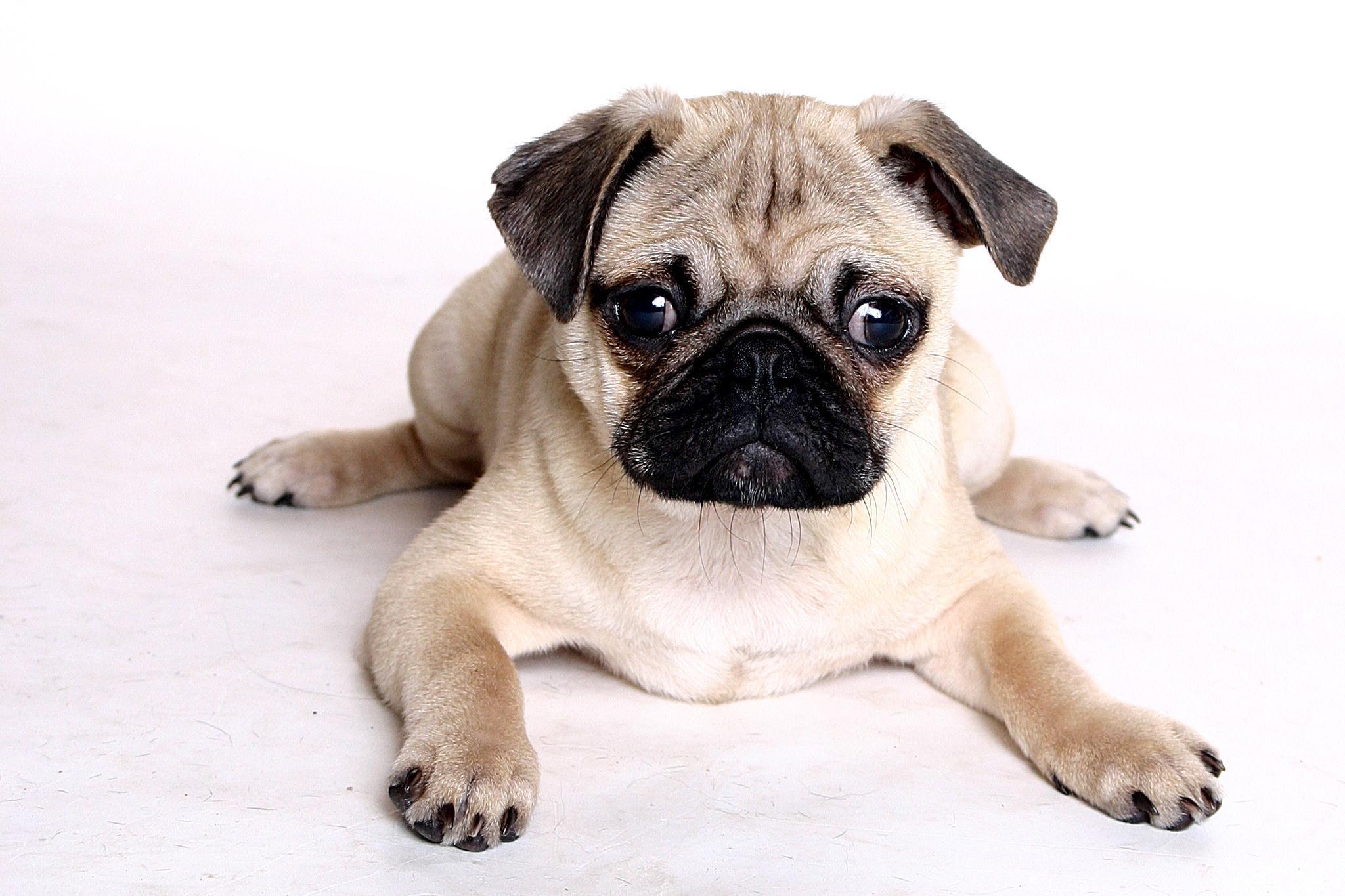 2050x1370 Pug Pics Wallpaper Dog Wallpaper The Dog Wallpaper, Desktop