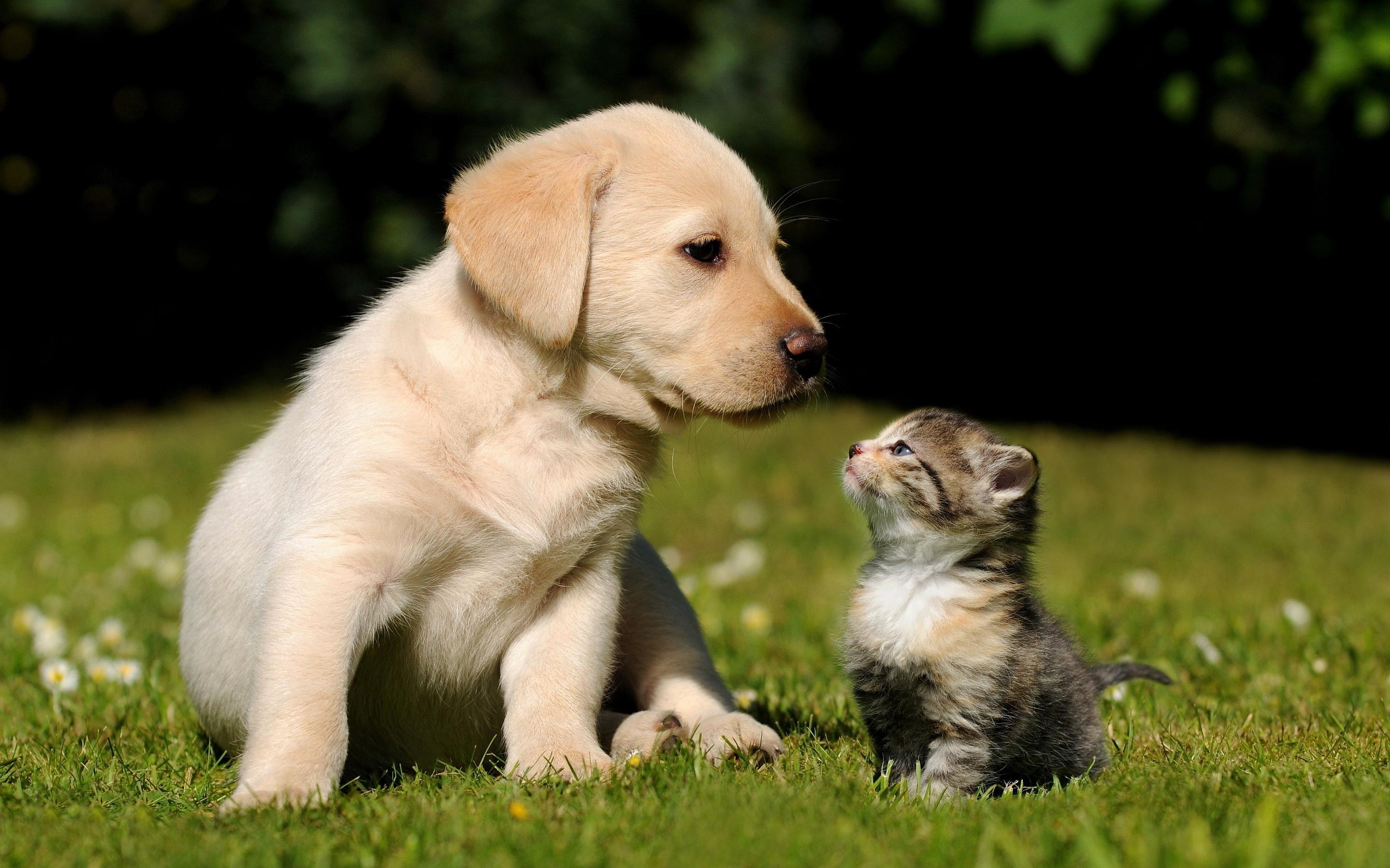 2880x1800 Cute Puppy Kitten Wallpaper, Desktop