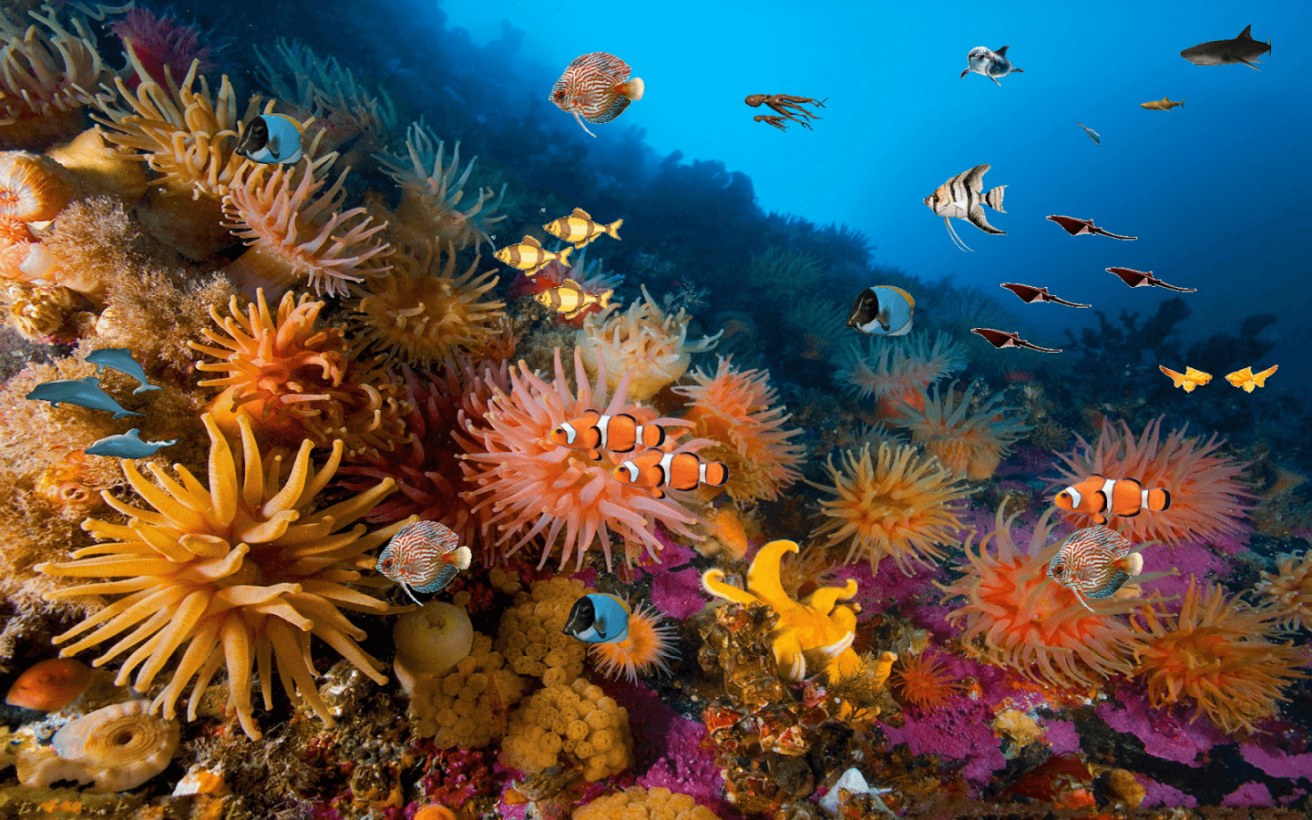 1440x900 Colorful Coral Reef Wallpaper, Desktop