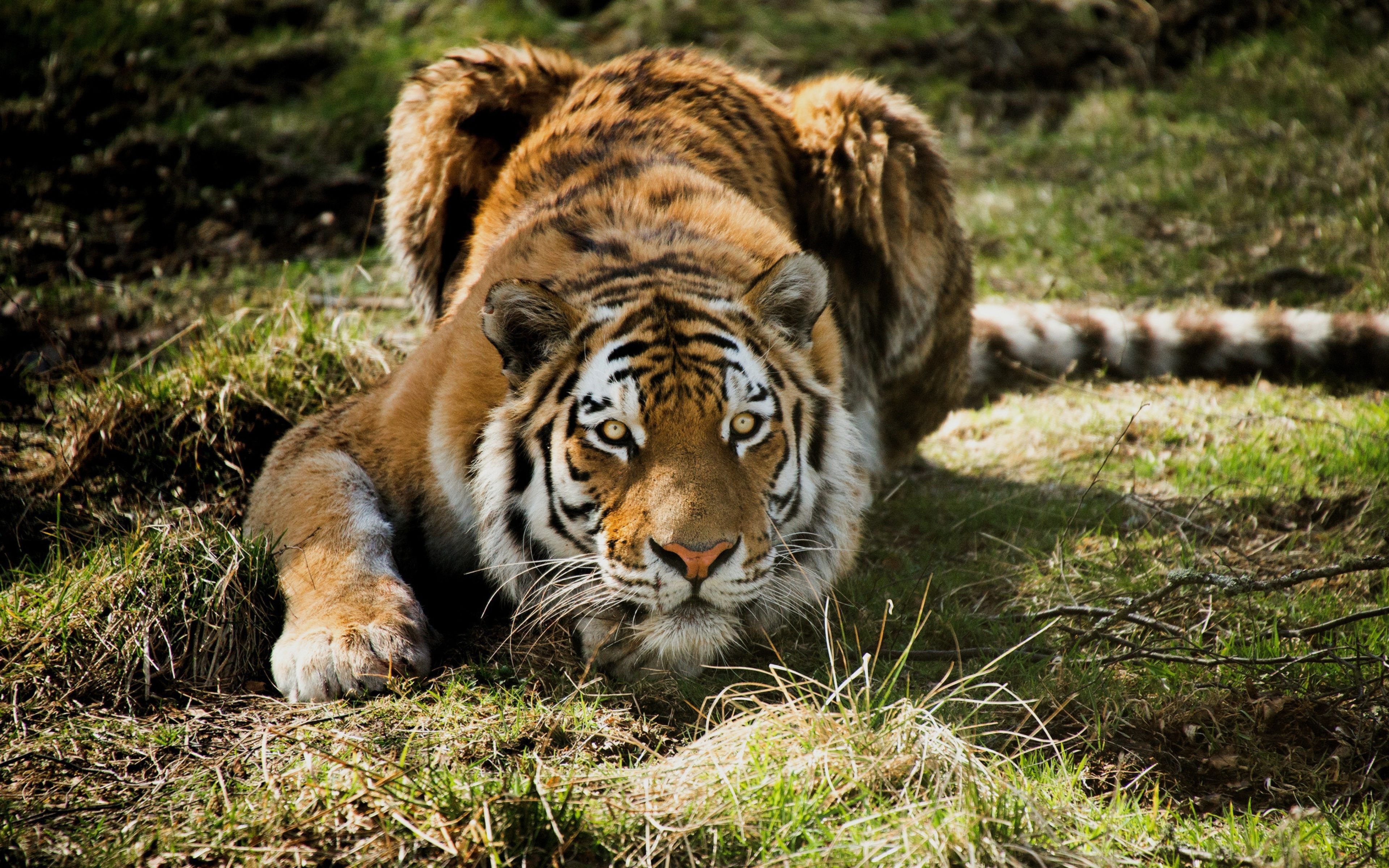 3840x2400 Download Angry Tiger Wallpaper for desktop, mobile phones, Desktop