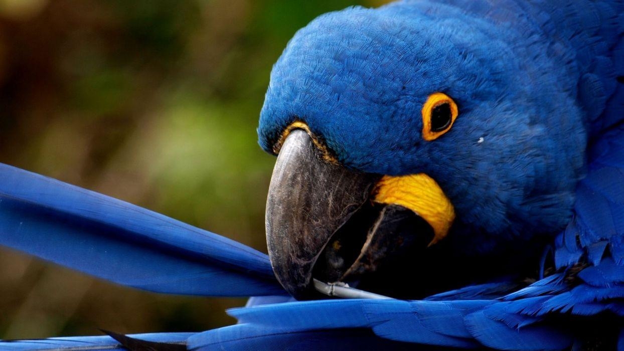 1250x700 Macaw Wallpaper  px, #HH373UY, Desktop